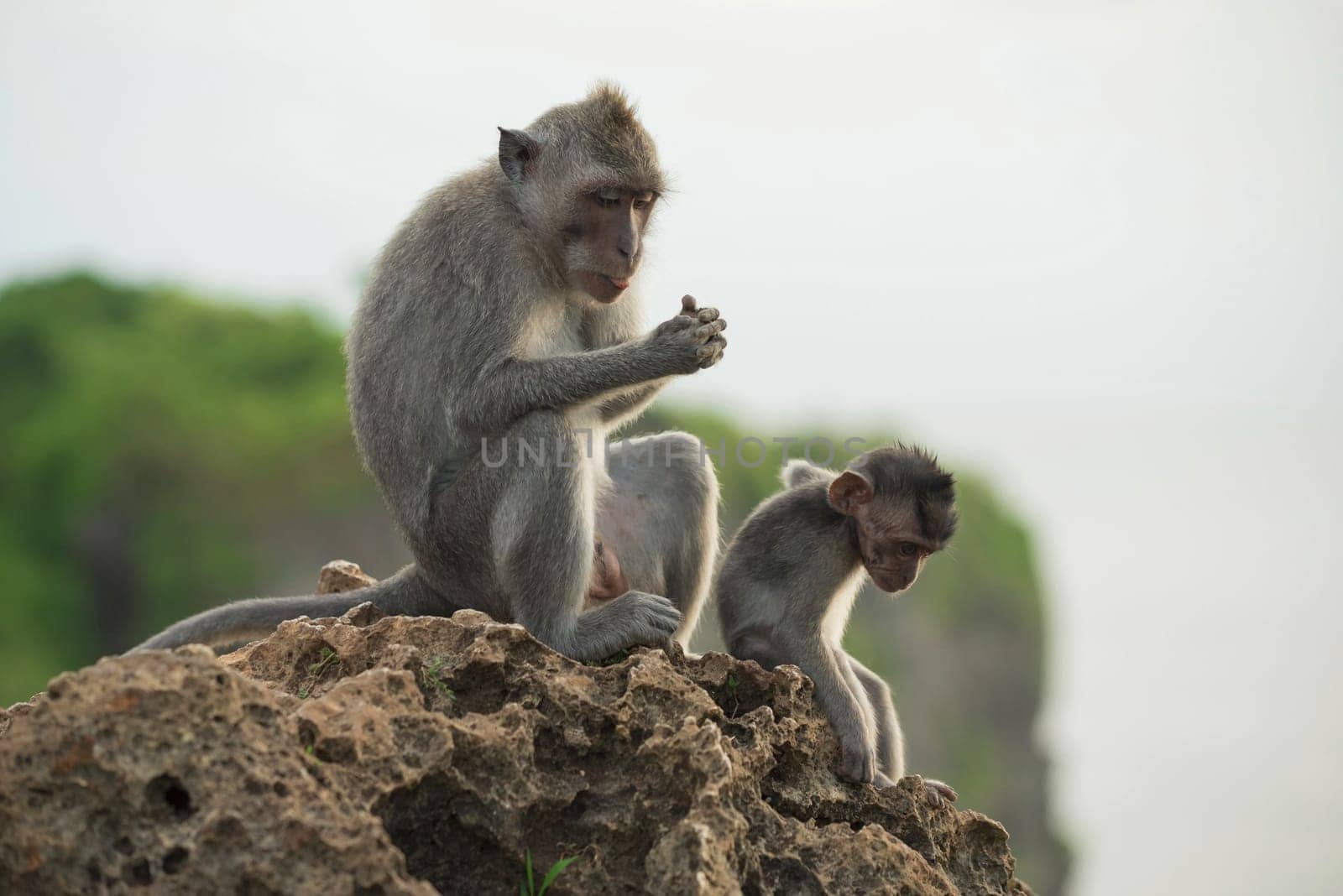 Wildlife scene, wild monkeys sitting on rock in their natural habitat with jungle nature background.   .