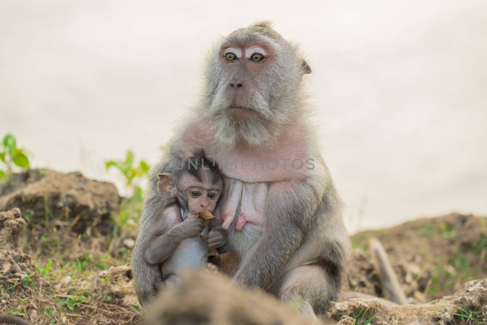 Beautiful wildlife scene, wild monkey mother holding cute baby ape in natural habitat.