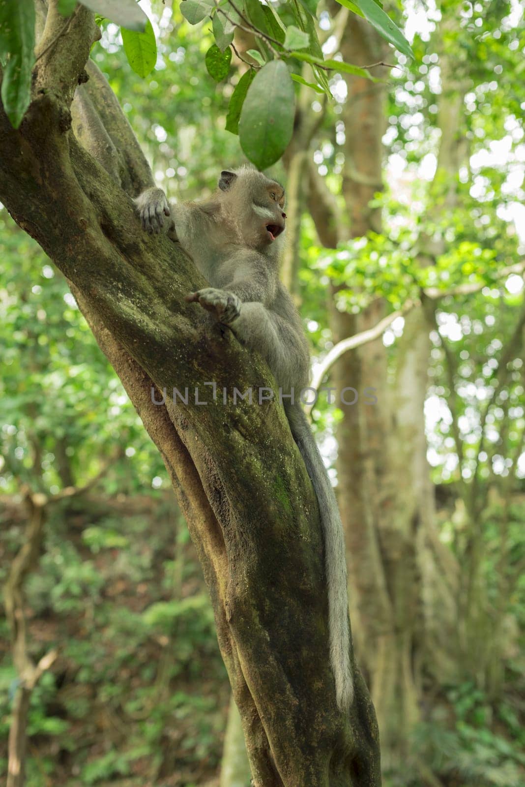 Wild monkey on tree with surprised face expression, natural jungle environment background.