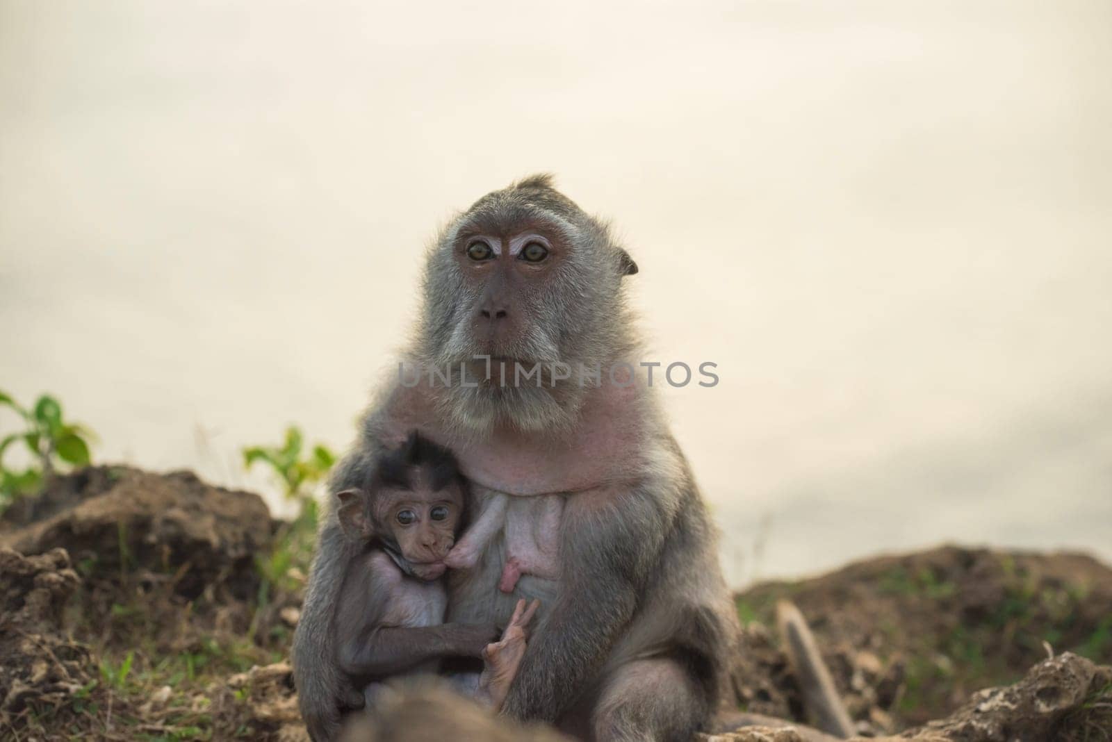 Wild monkey mom breastfeeding curious baby ape in their natural habitat.