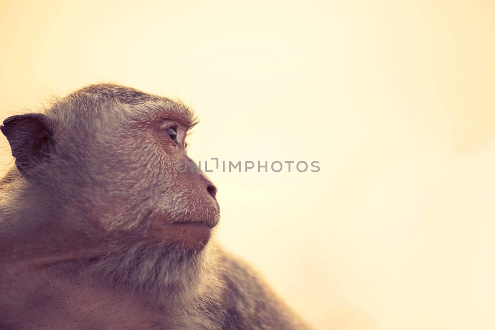 Wild monkey face profile portrait looking at distance with sky background. Wildlife conservation and animal rights campaign.