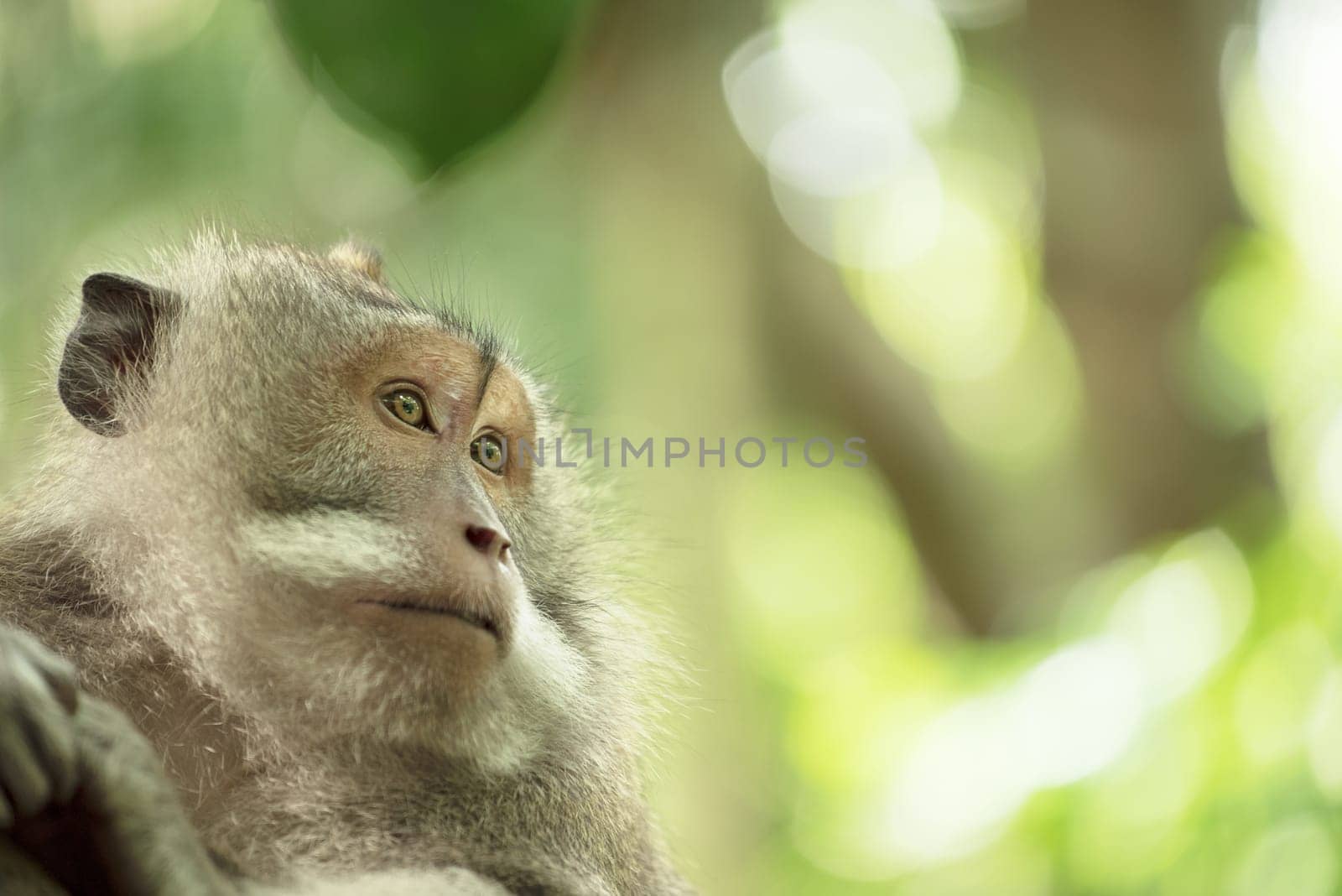 Face portrait of wild monkey in natural habitat. Wildlife conservation and animal rights campaign.