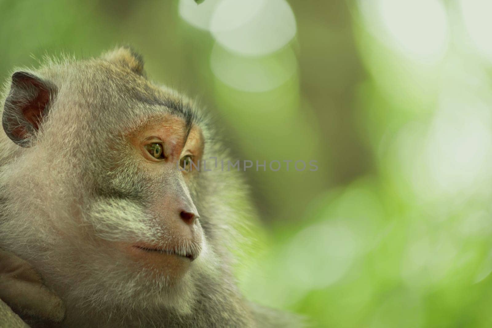 Wild adult monkey face portrait in jungle habitat, natural green environment background. Ideal for wildlife campaign.