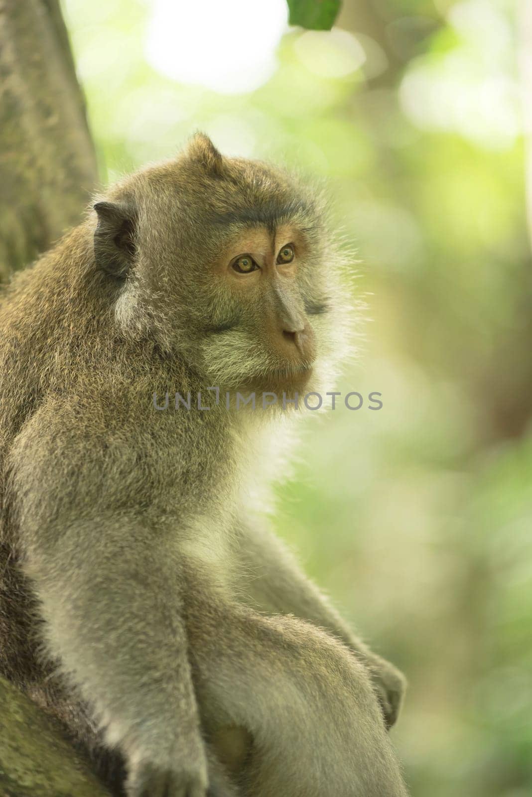 Wild monkey sitting on tree branch looking sad with nature jungle background. Wildlife conservation campaign.