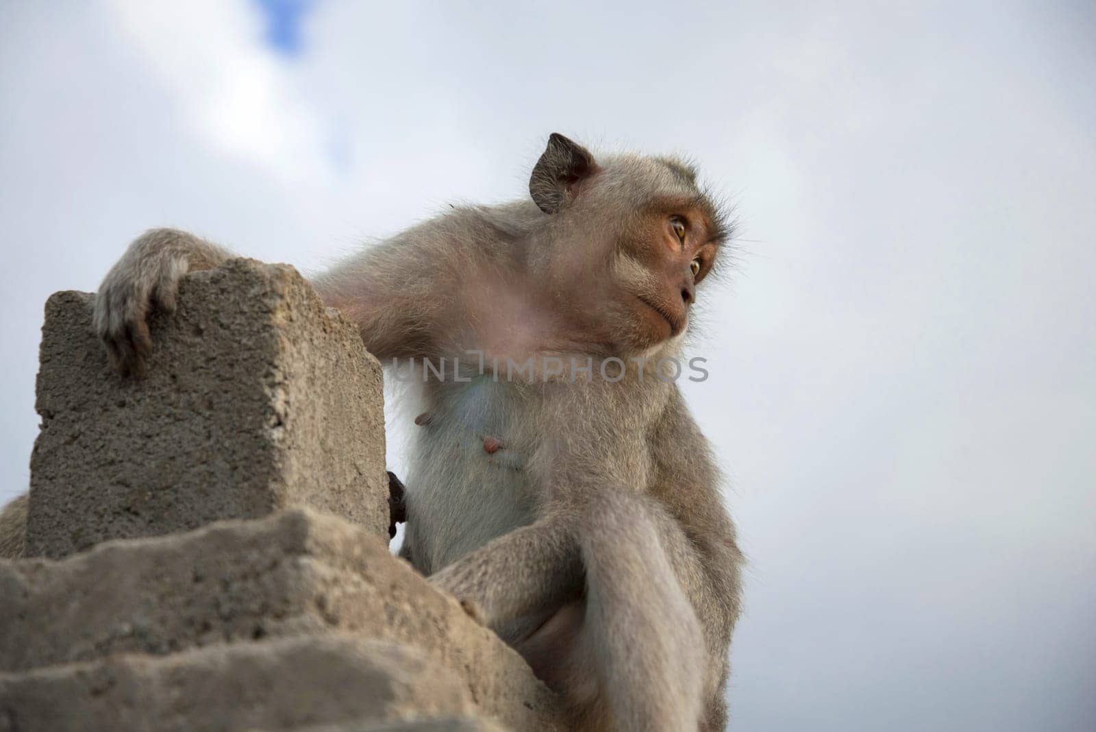 Wild baby monkey looking at distance from ancient stone ruin with sky background.
