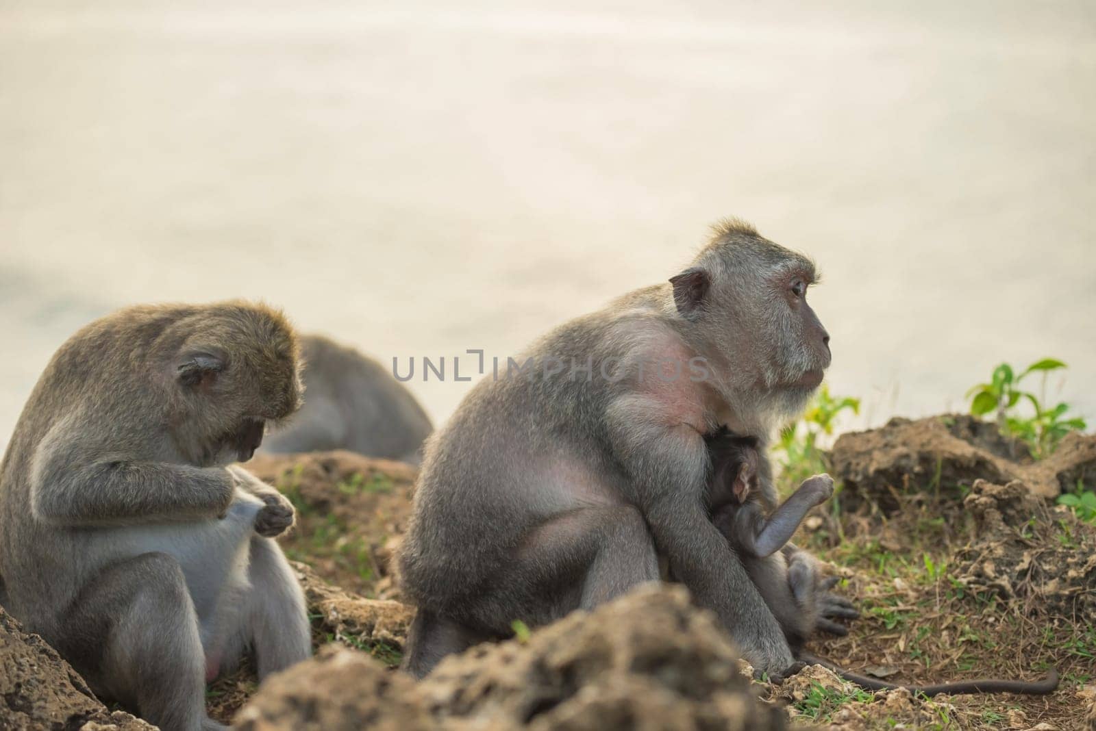 Wild monkey family in their natural habitat close up, mom holding baby while looking at distance.