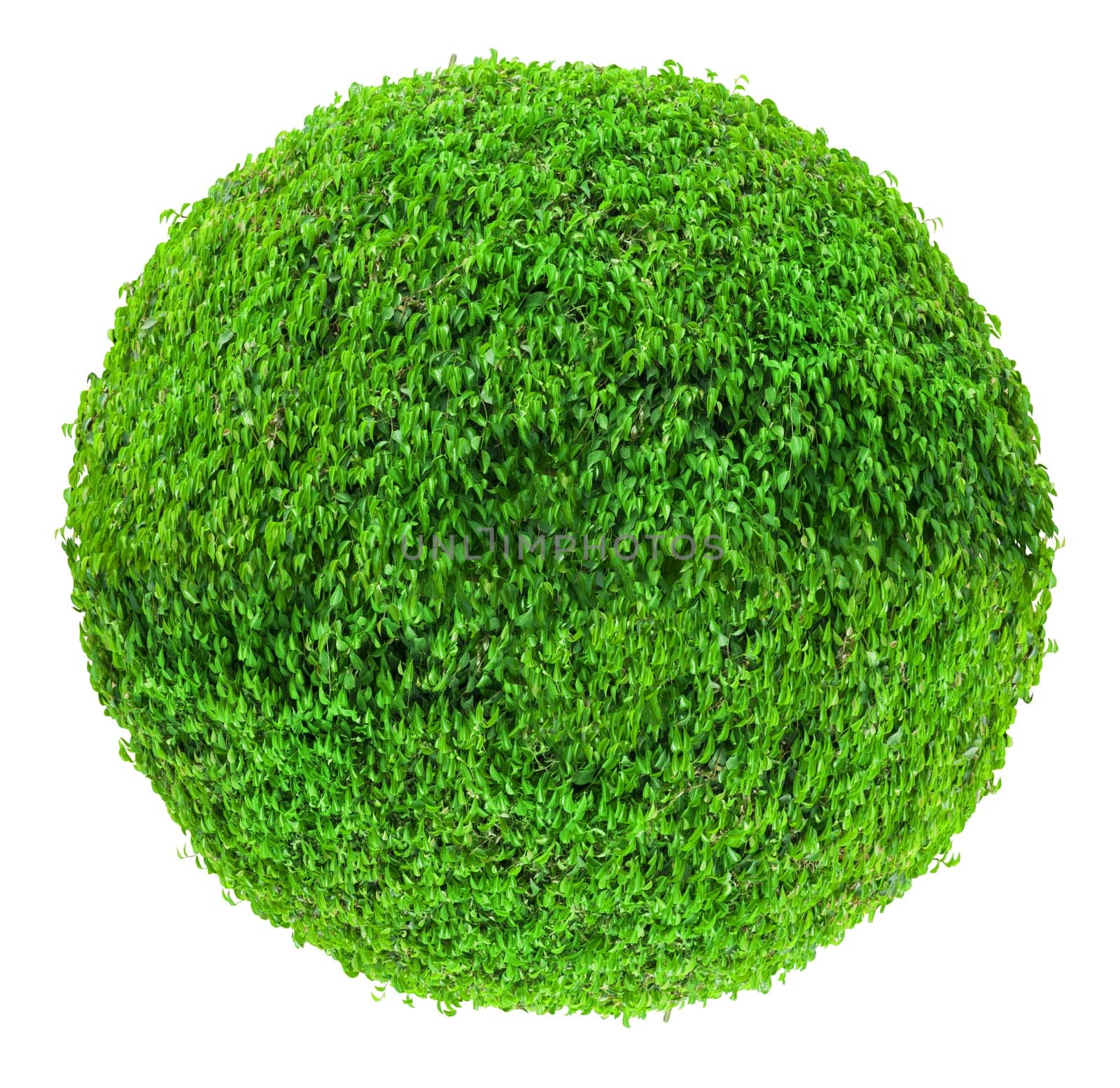 Large ball shaped bush isolated on white background