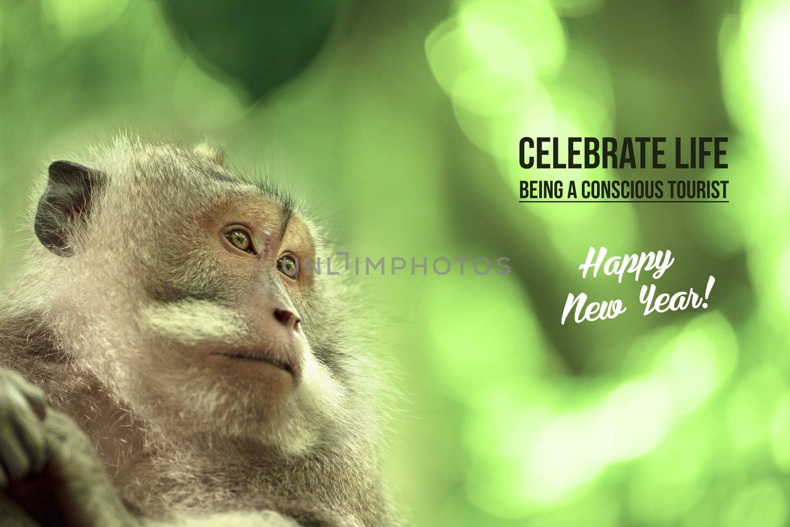 Wild monkey portrait in natural habitat, happy new year design with wildlife conservation tourism text. Ideal for campaign poster or card.