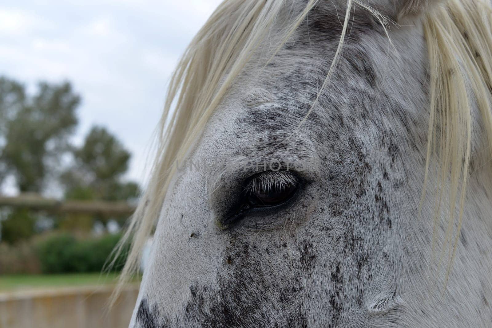 .close-up on the eye of the white horse.