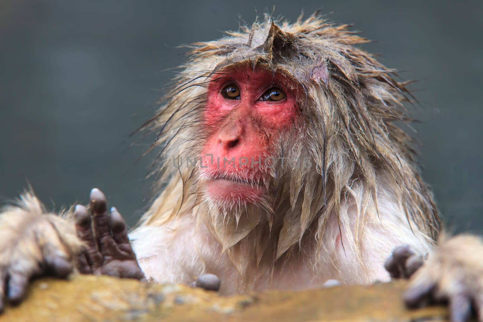monkey is relaxation for adv or others purpose use
