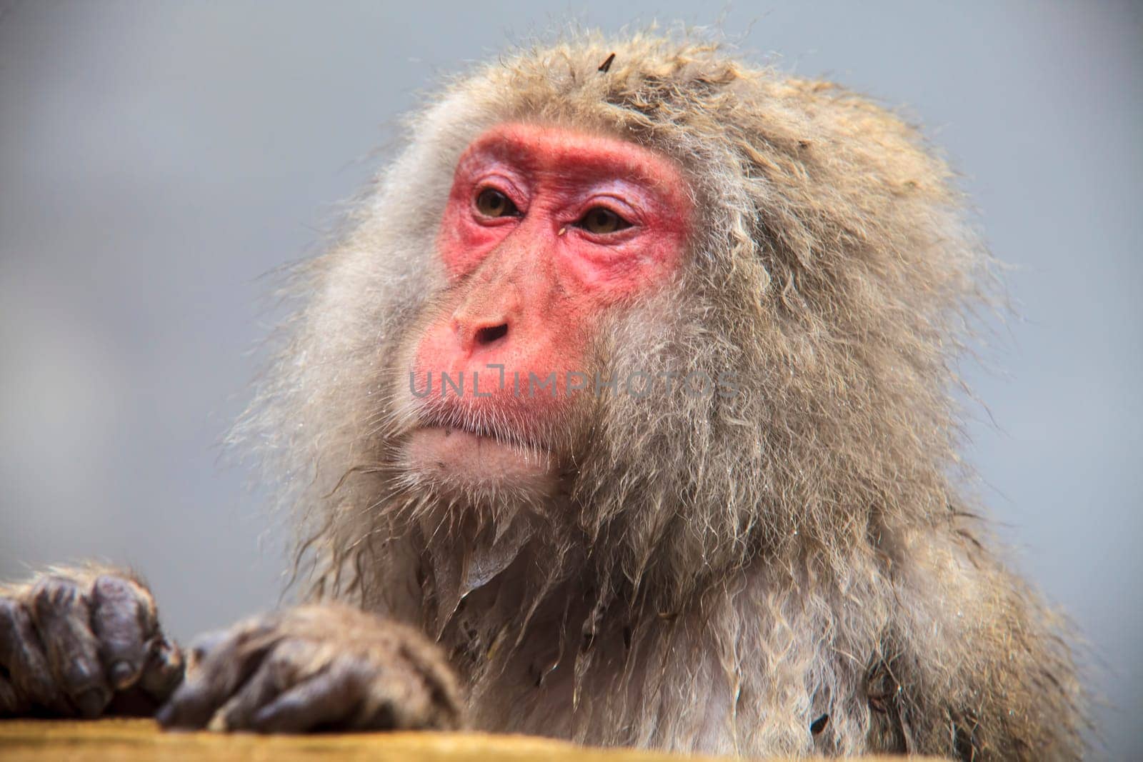 monkey is relaxation for adv or others purpose use