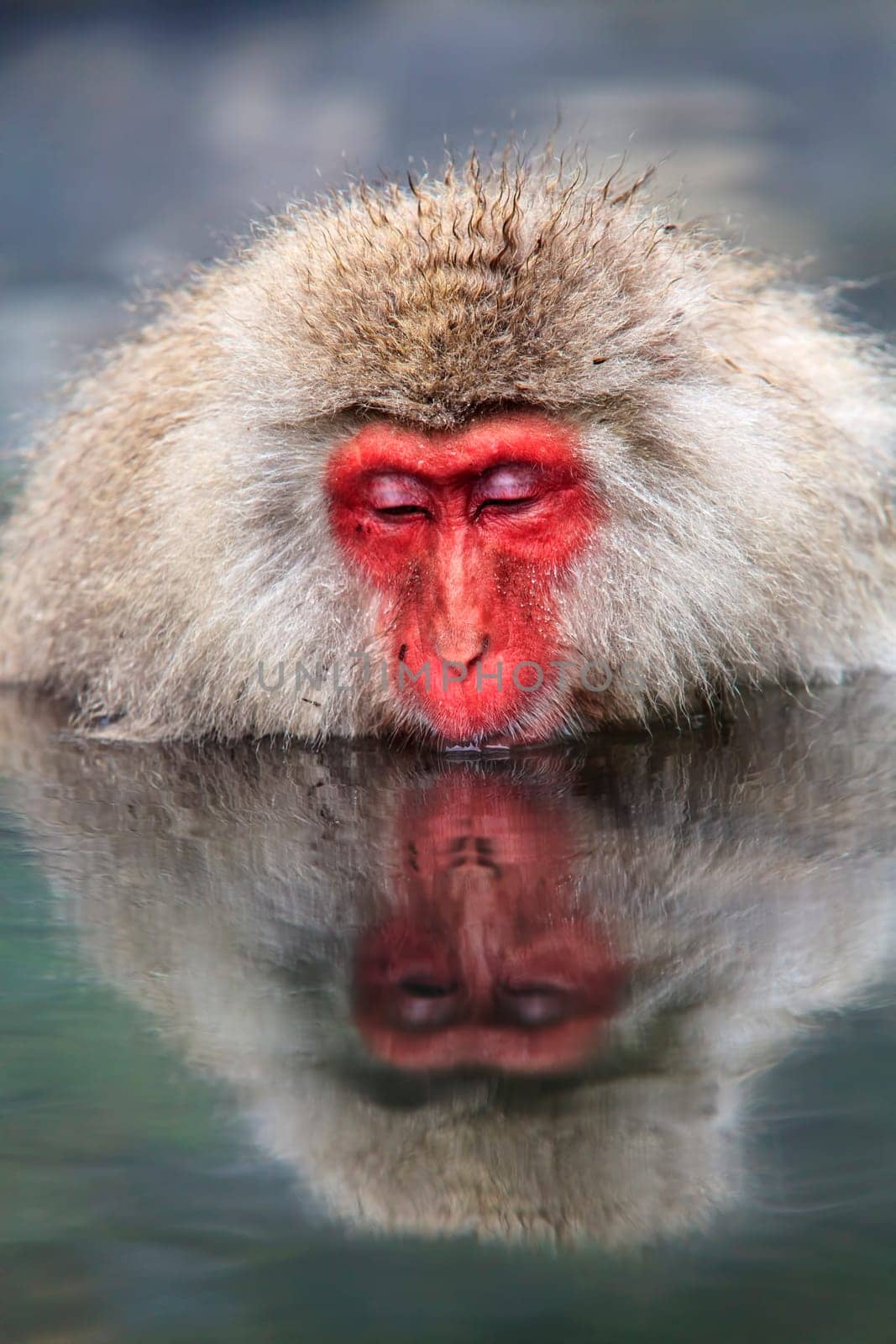monkey is relaxation for adv or others purpose use