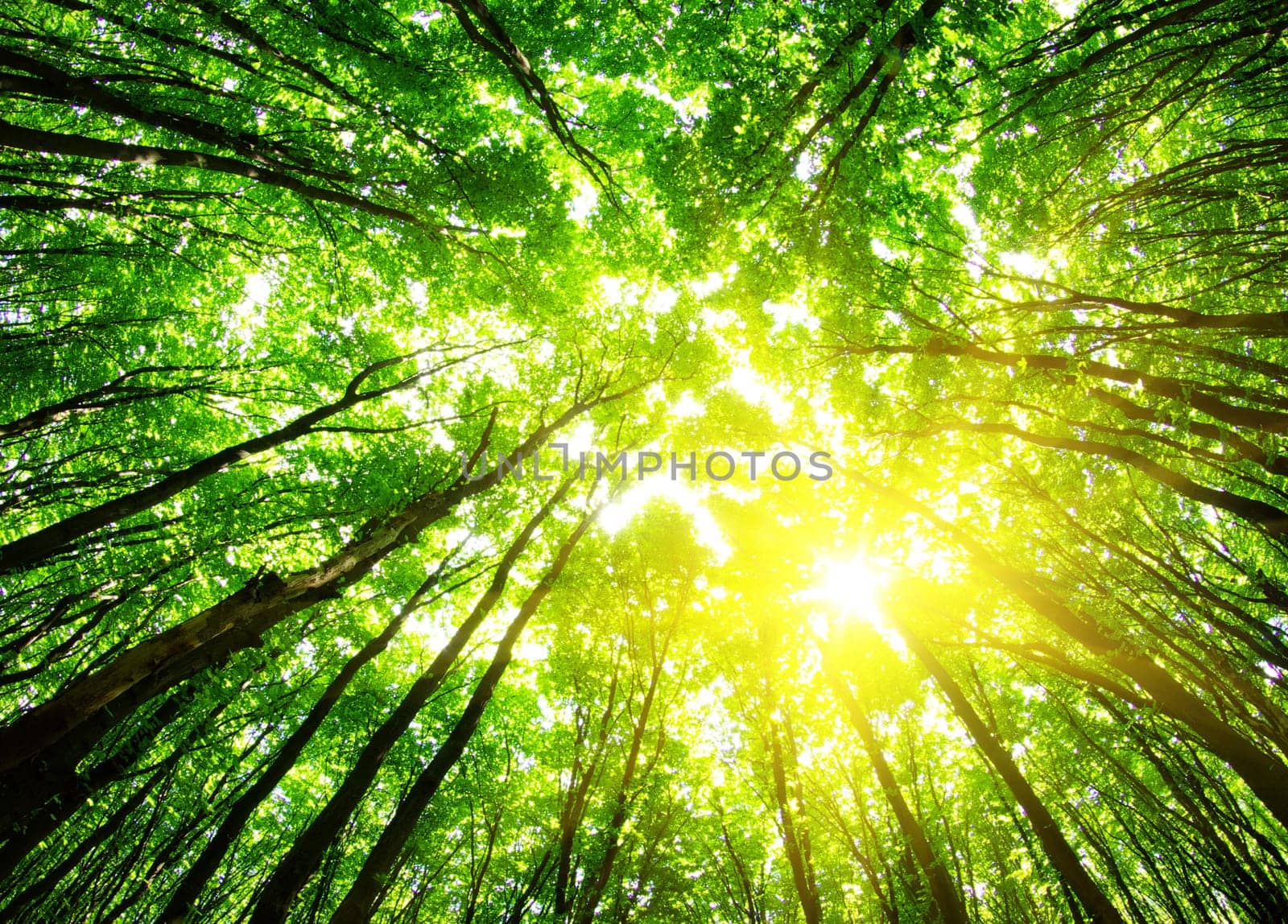 green forest background in a sunny day