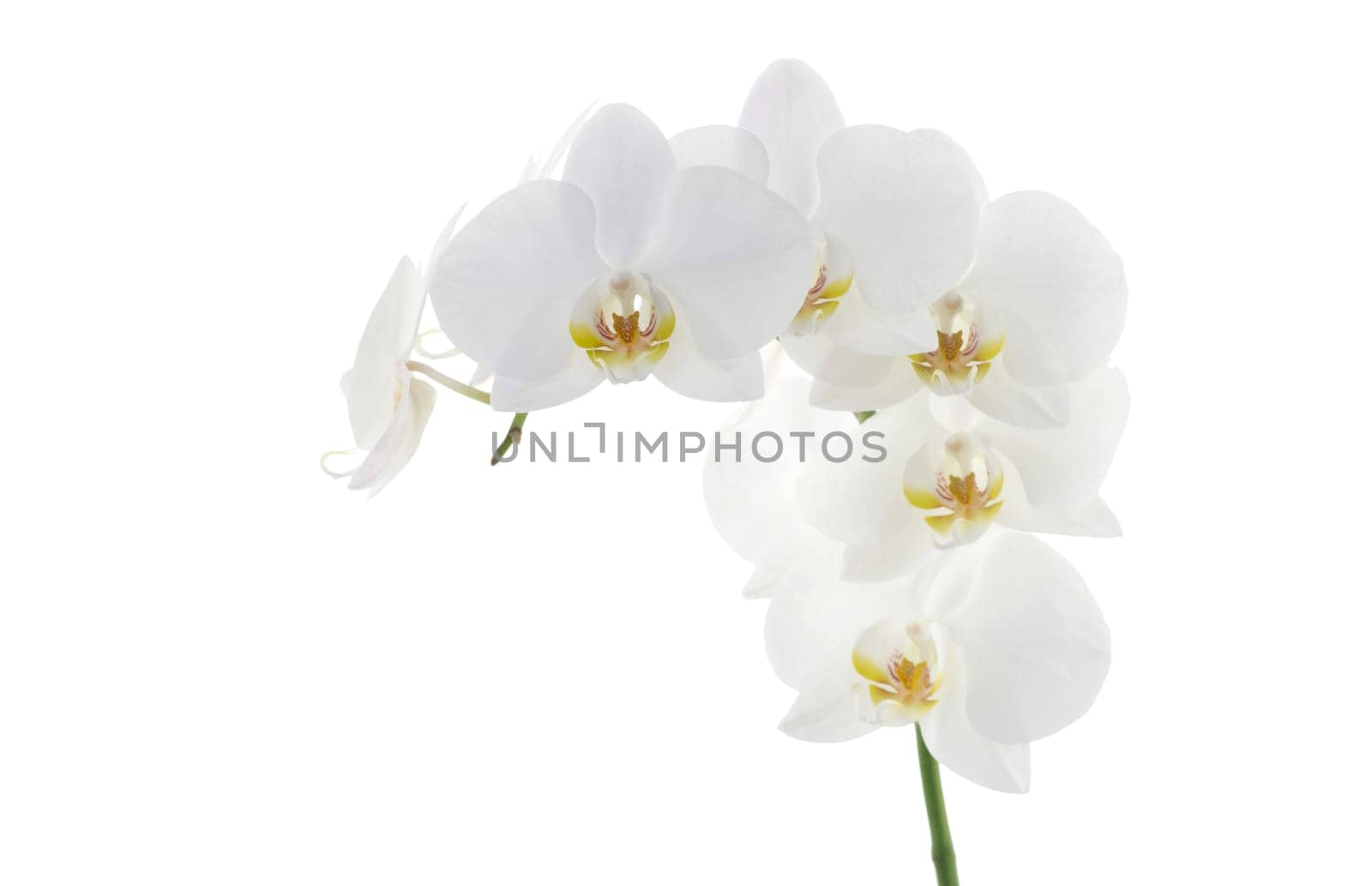 white orchids flower isolated on white background