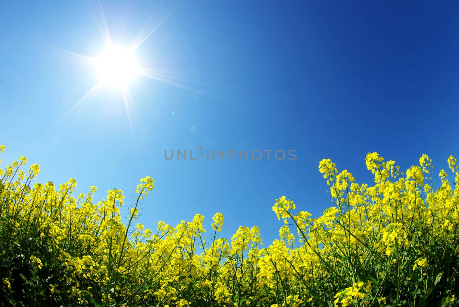 rape field and clouds in sky