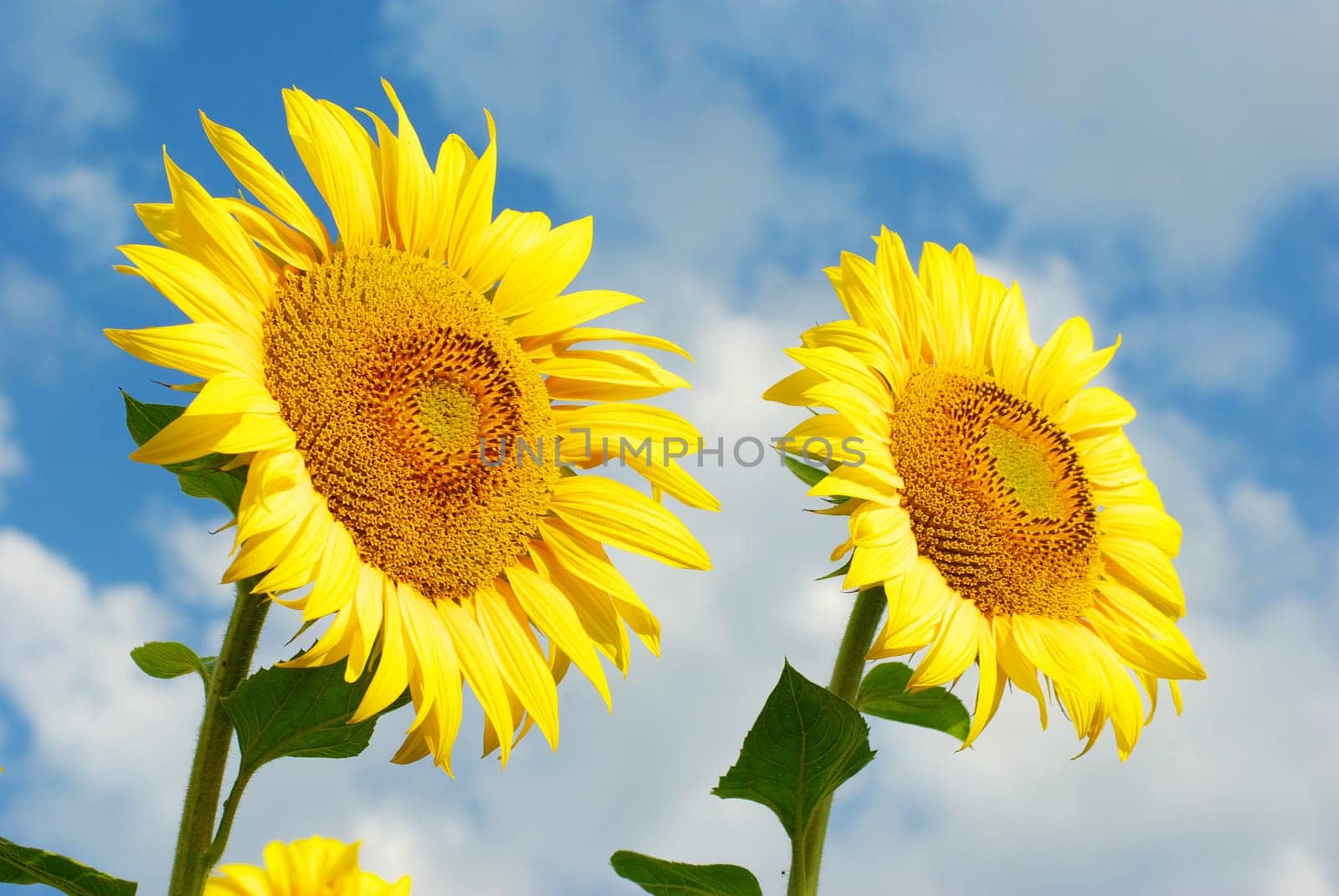 sunflower field over cloudy blue sky