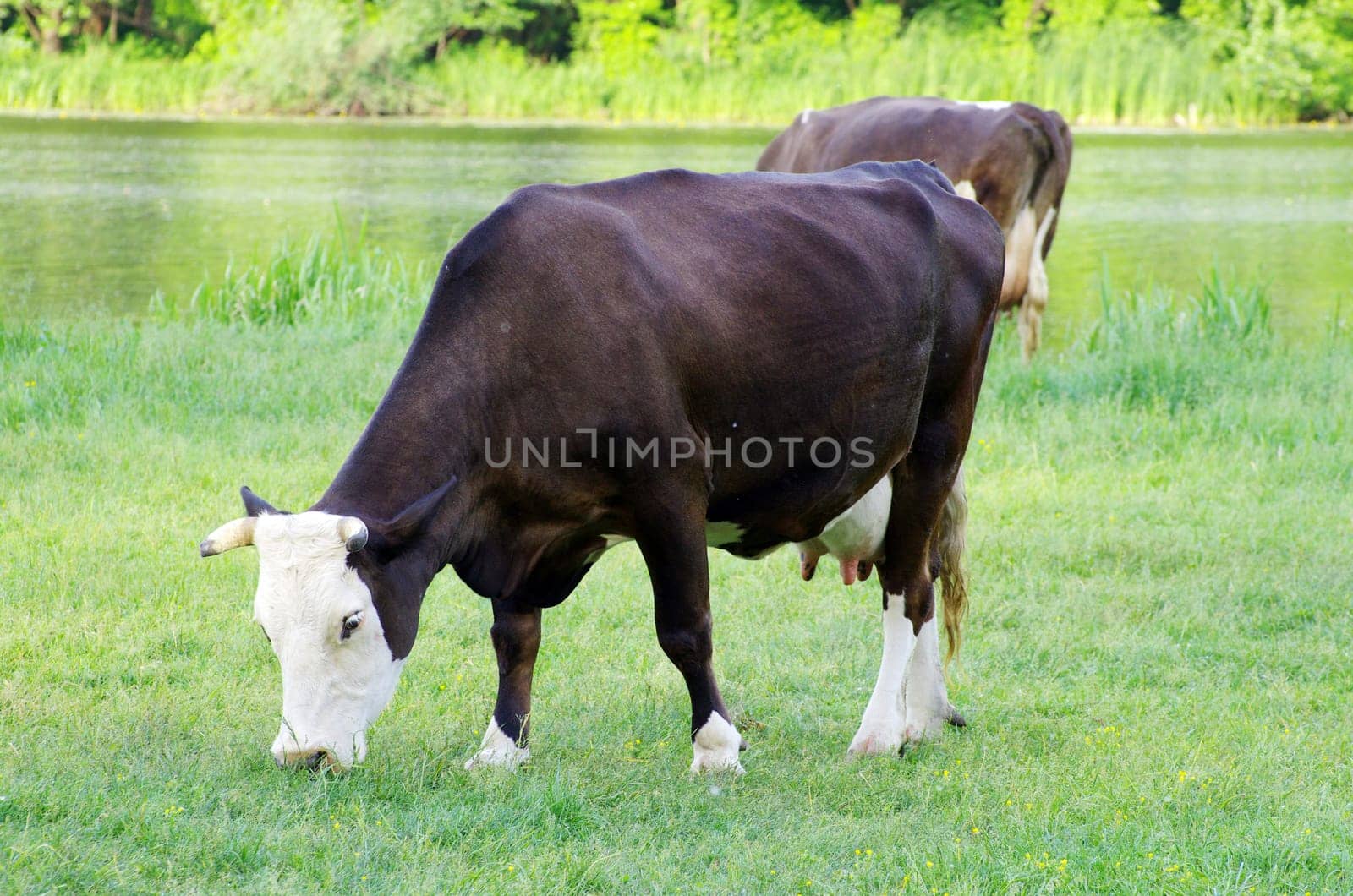 cows on a green meadow