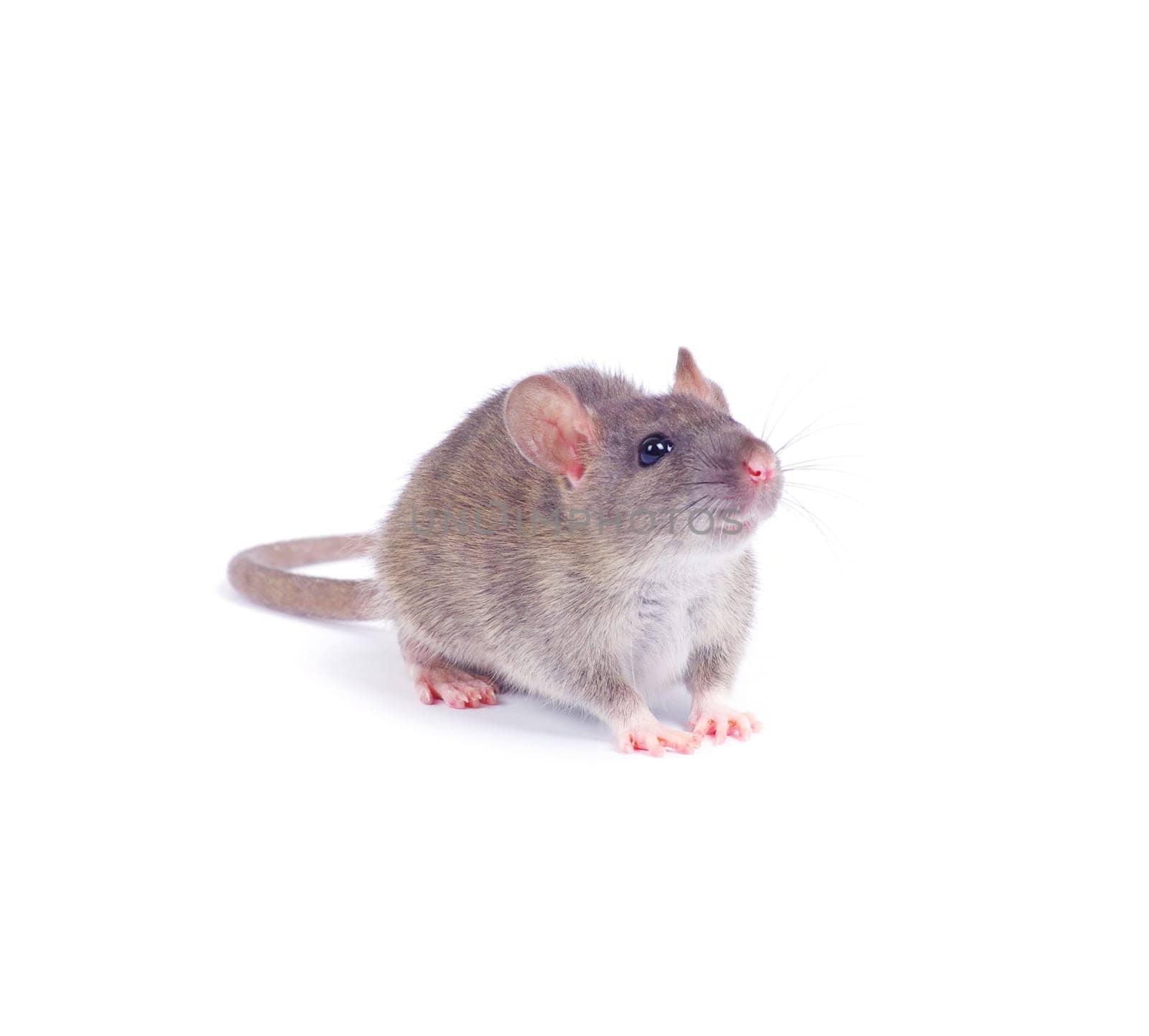 rat isolated on white background