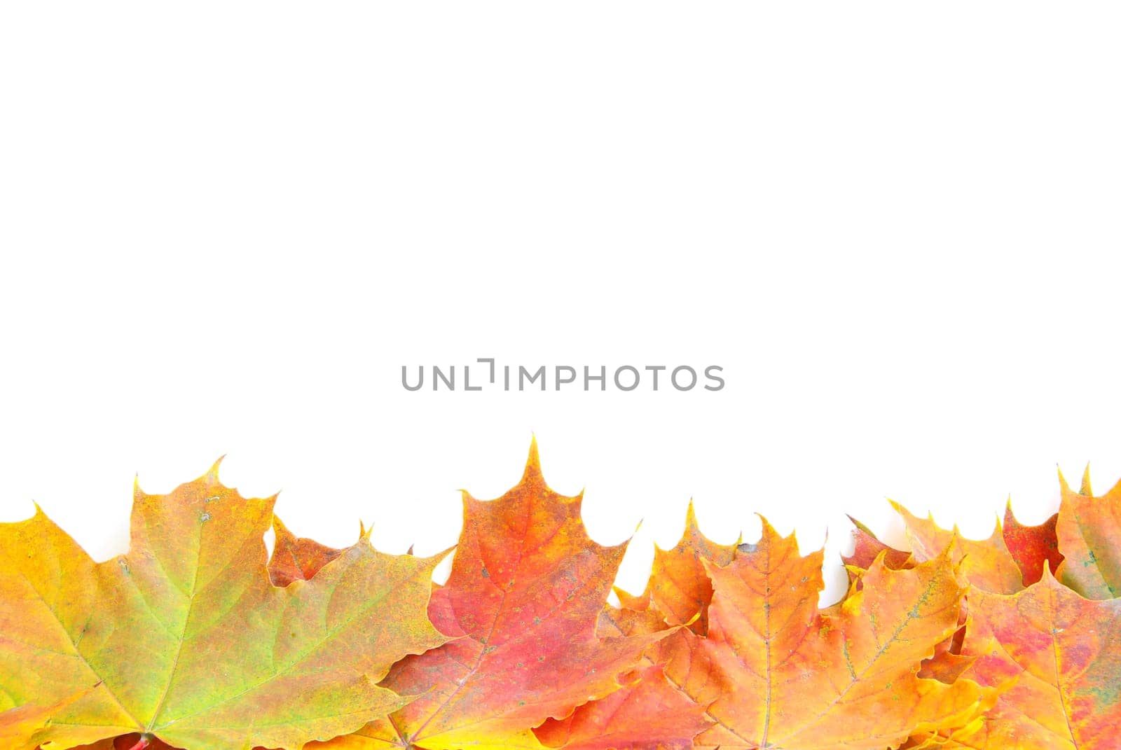 autumn maple leafs isolated on a white