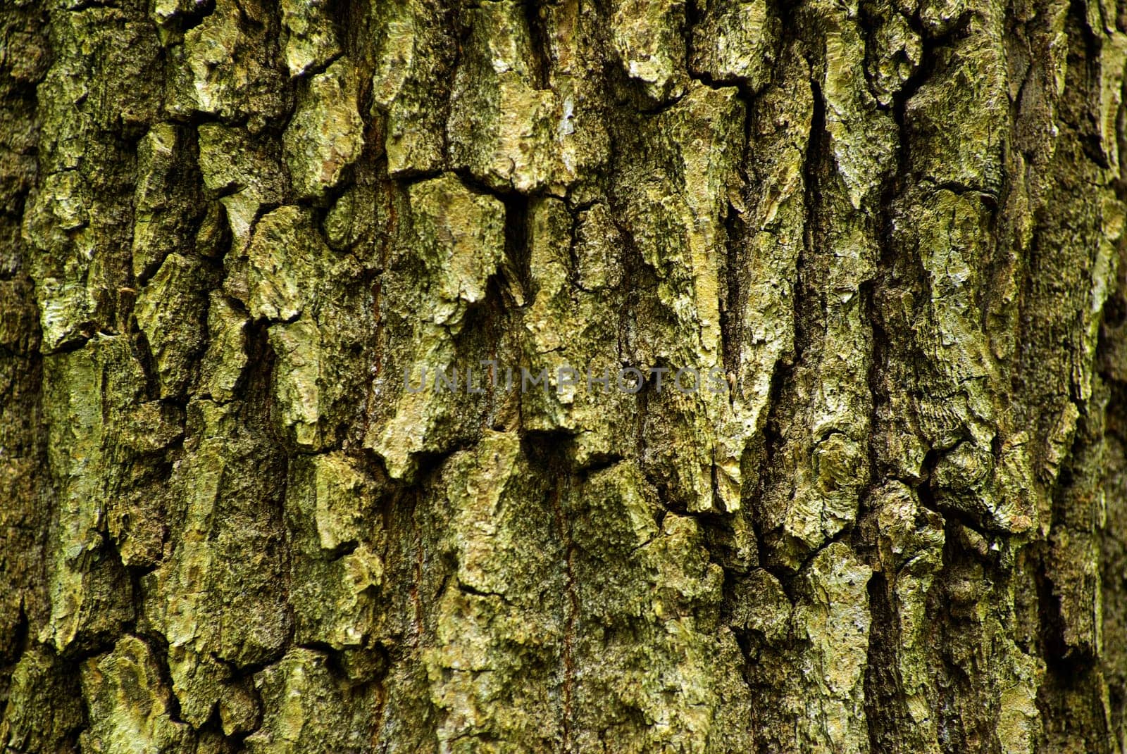 Texture background of old tree
