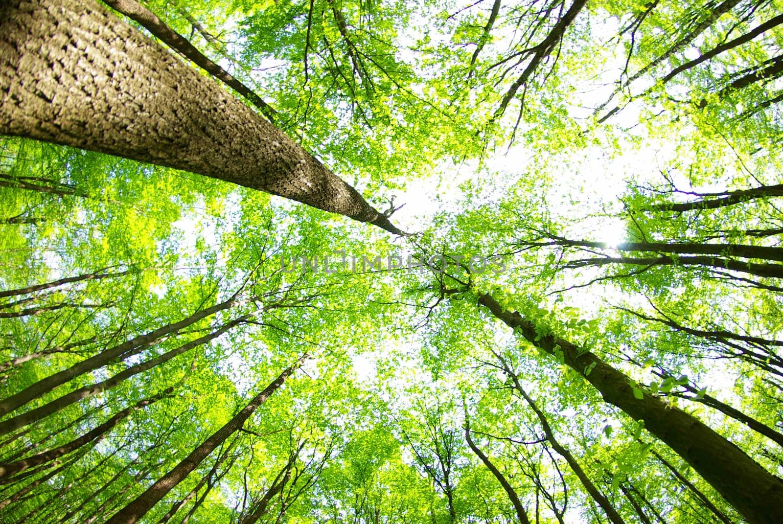 green forest  background in sunny day