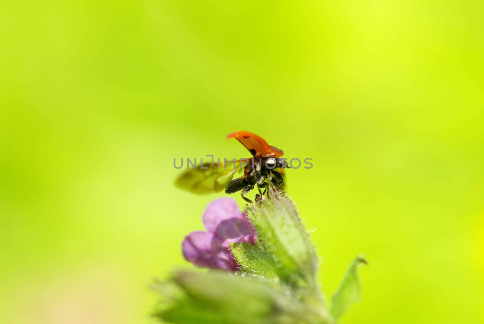 ladybug sitting on the blade of grass