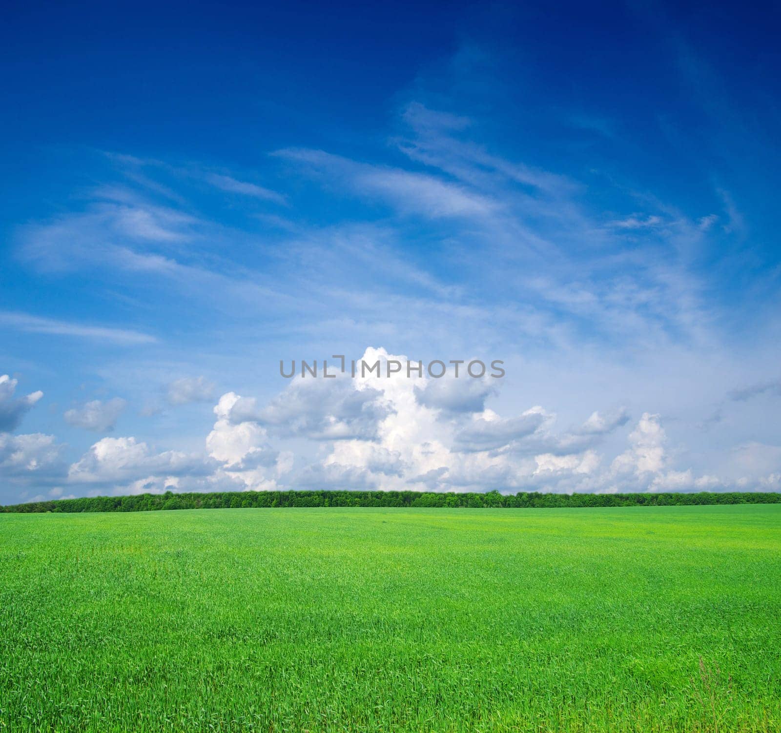 Field of grass and blue sky