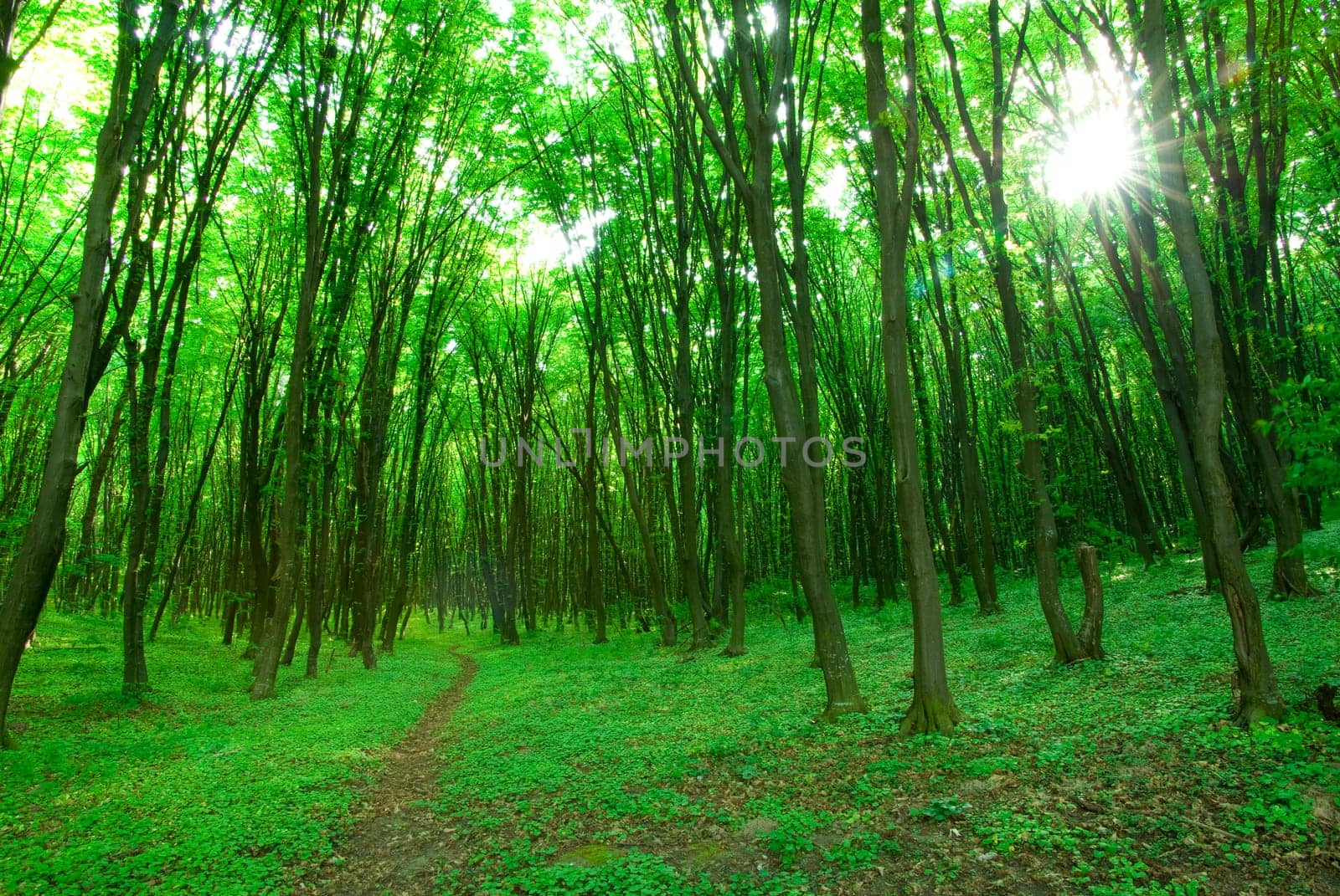 Early morning sun in the green forest