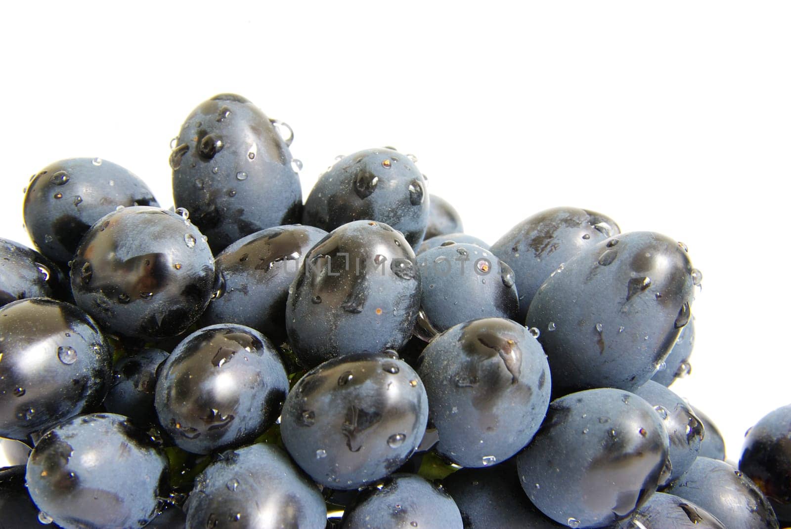 The branch of grapes with water drops
