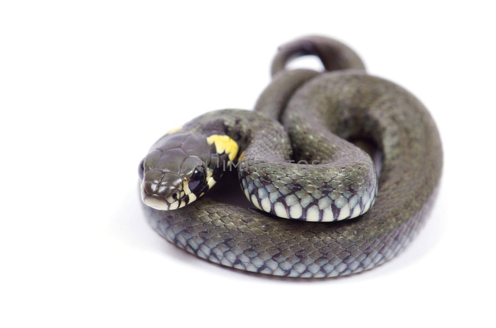 snake isolated on white background