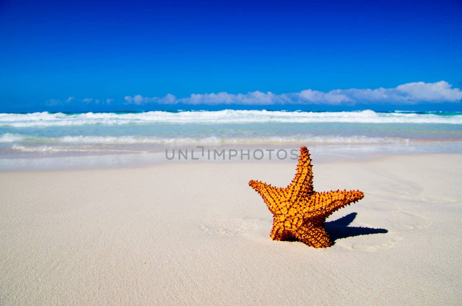 starfish with ocean , beach and seascape