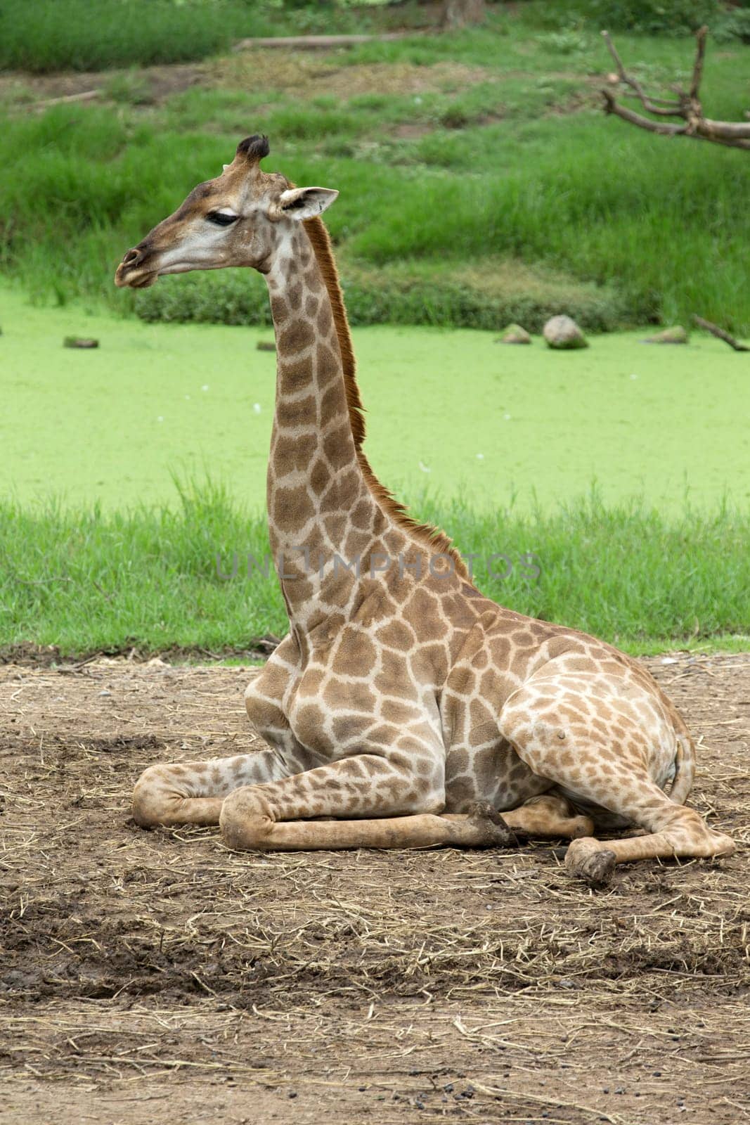 giraffes in the zoo safari park