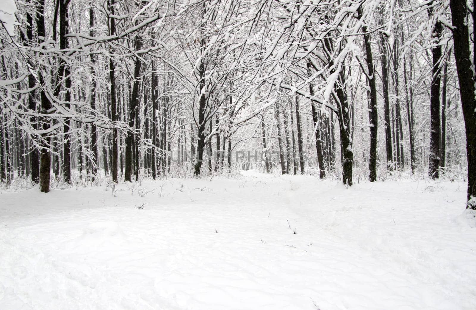 beautiful winter forest  and the road