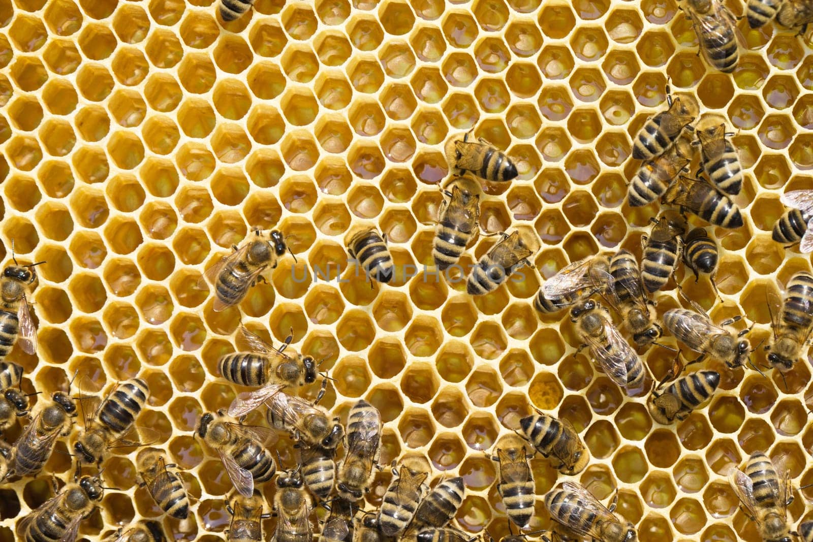 Close up view of the working bees on honeycells
