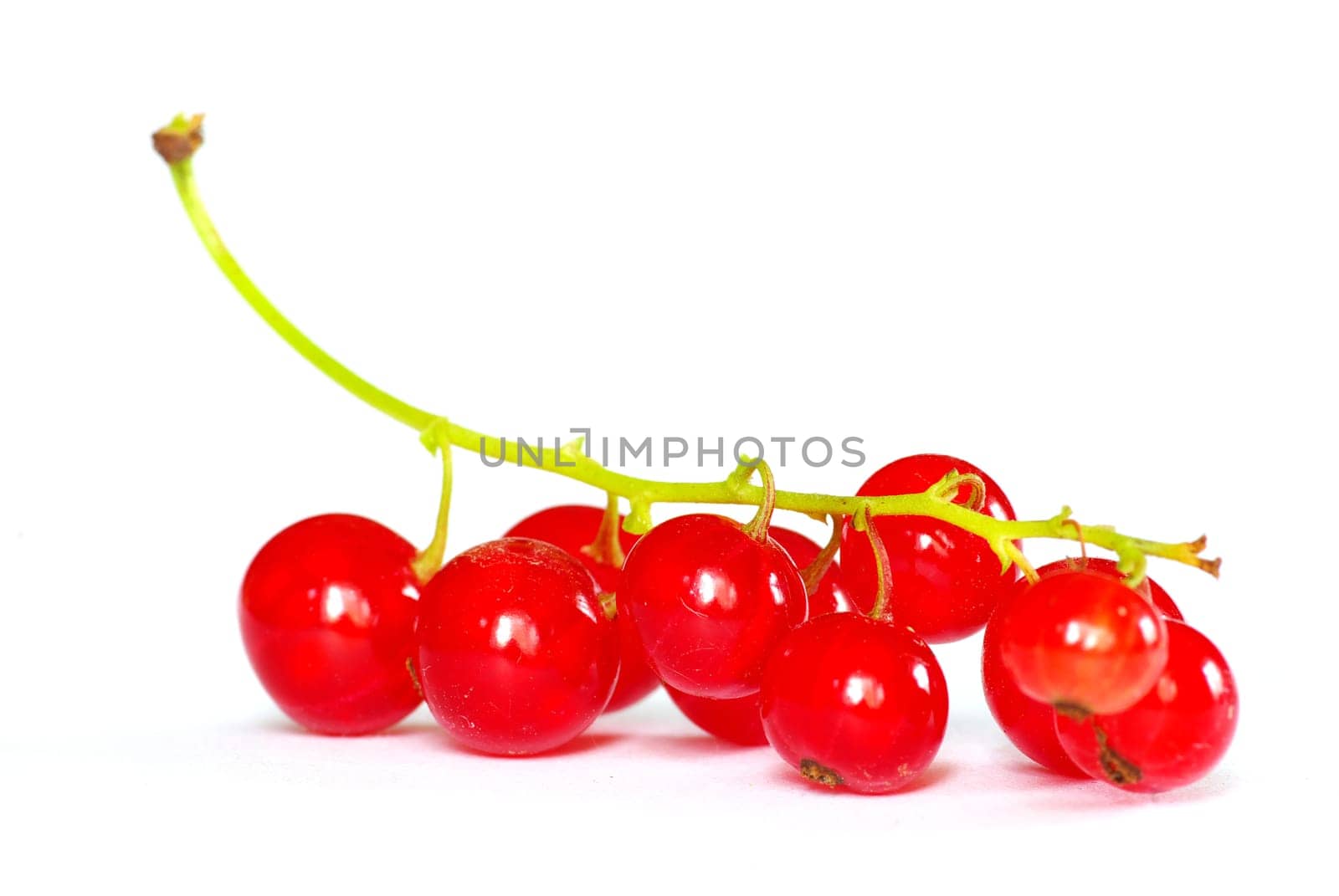 red currant isolated on a white background