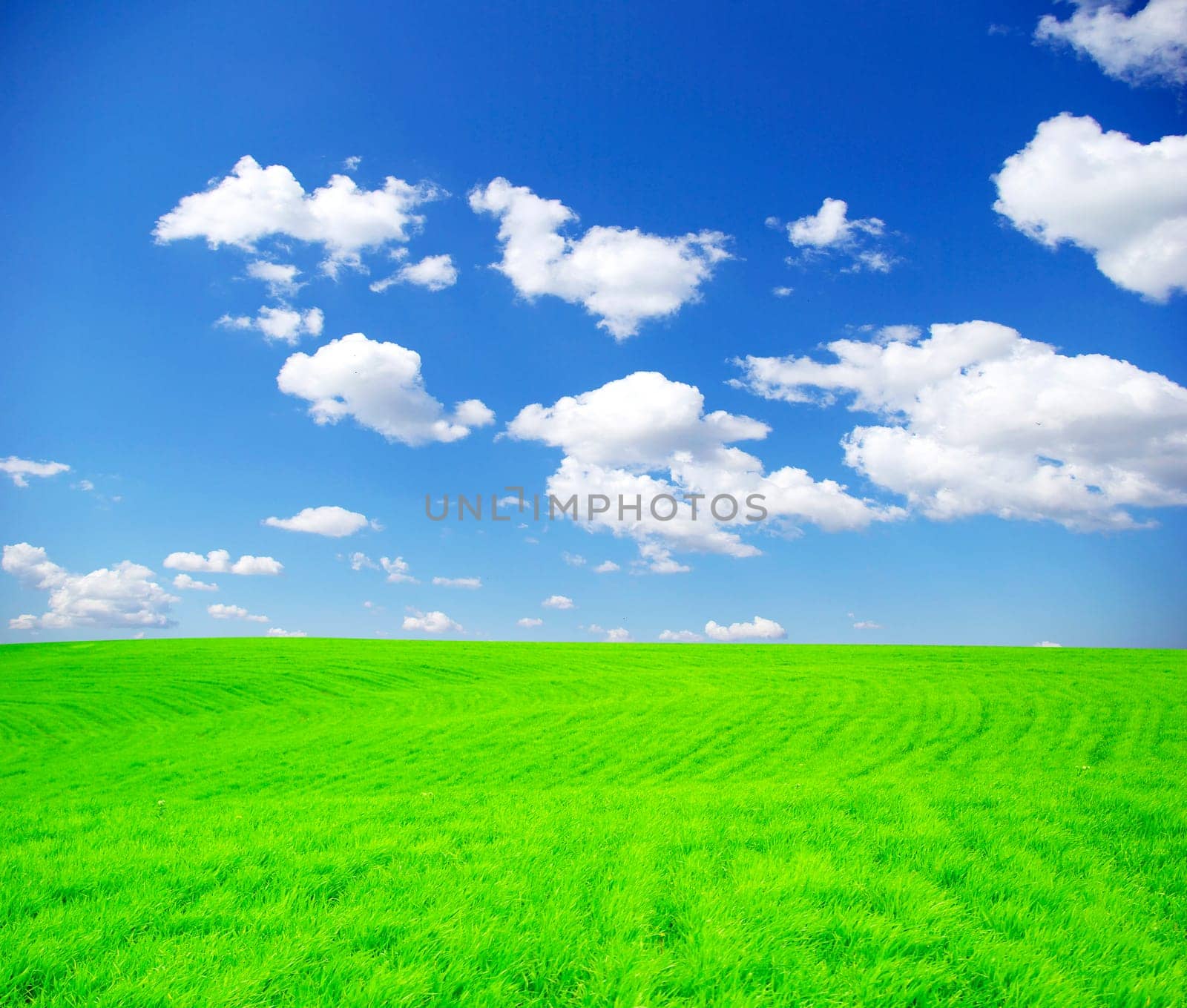 field on a background of the blue sky