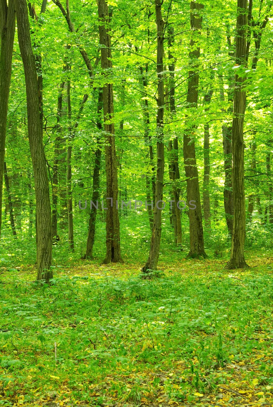 breathtaking view as the sun shines through the forest on a misty day