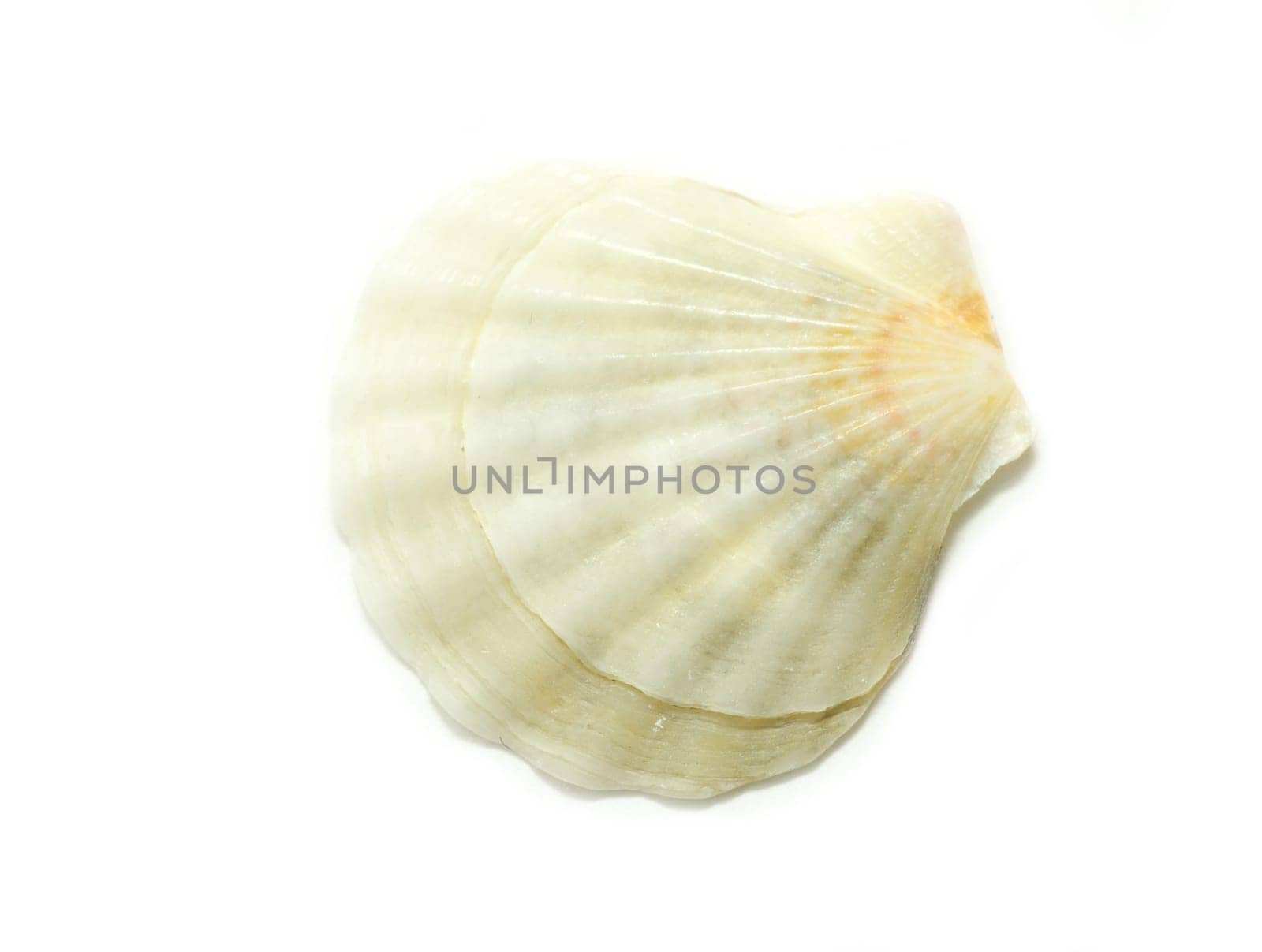 Sea shell  isolated on white background