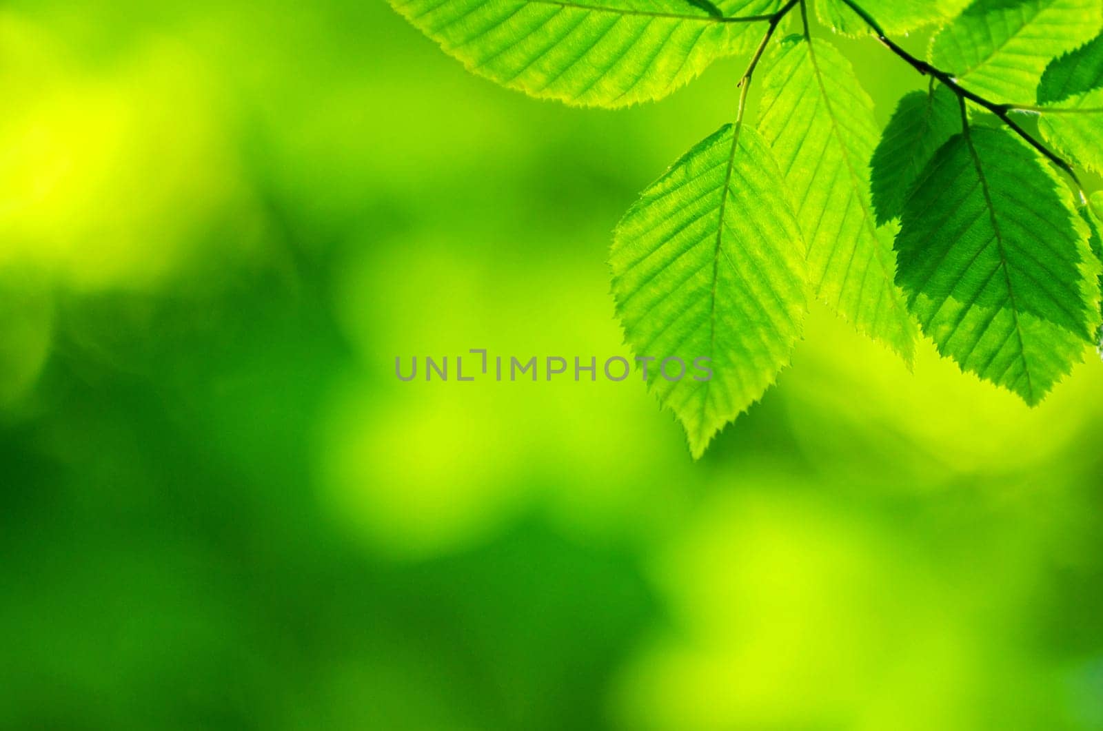 green leaves background in sunny day