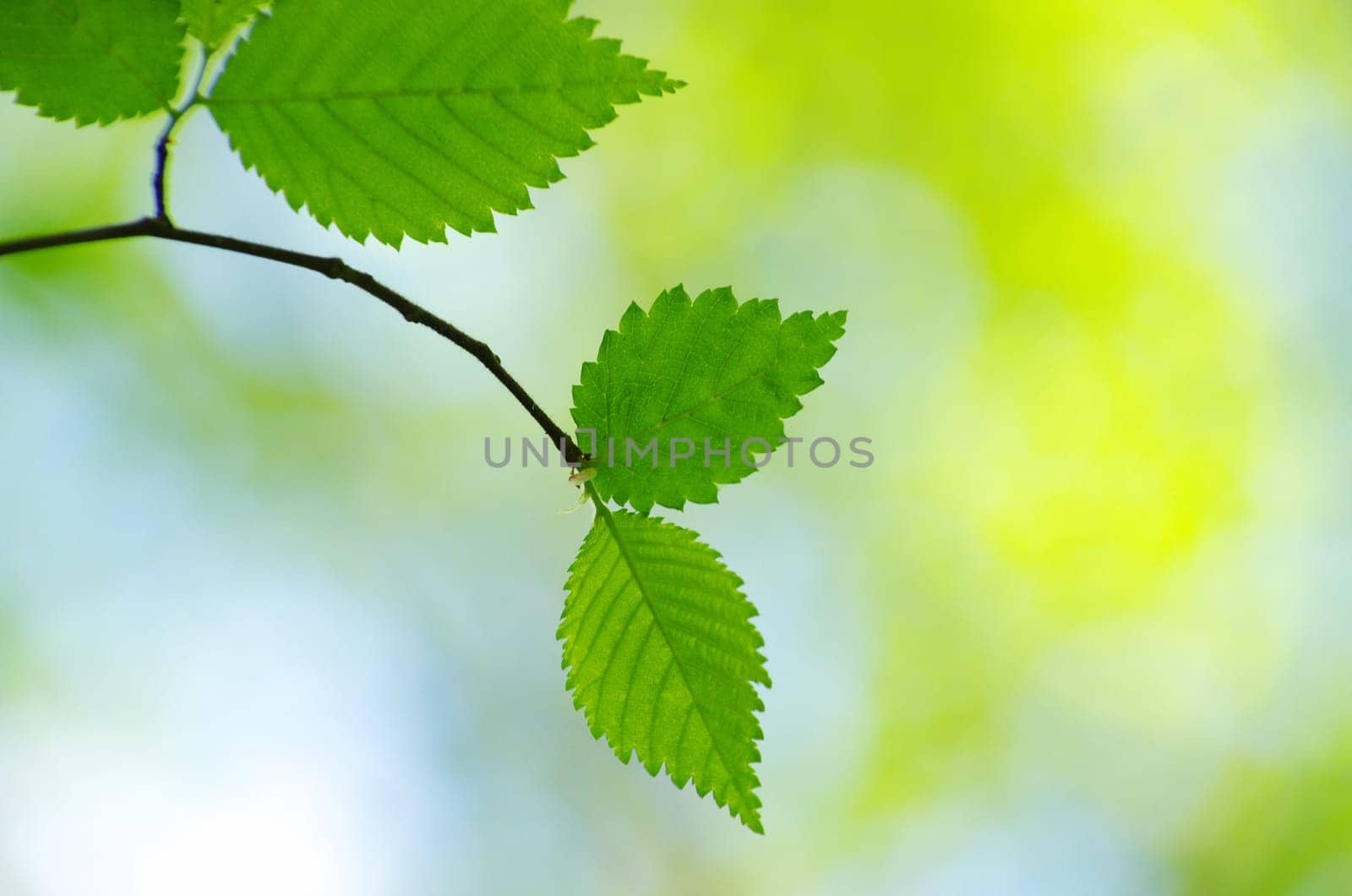 green leaves background in sunny day