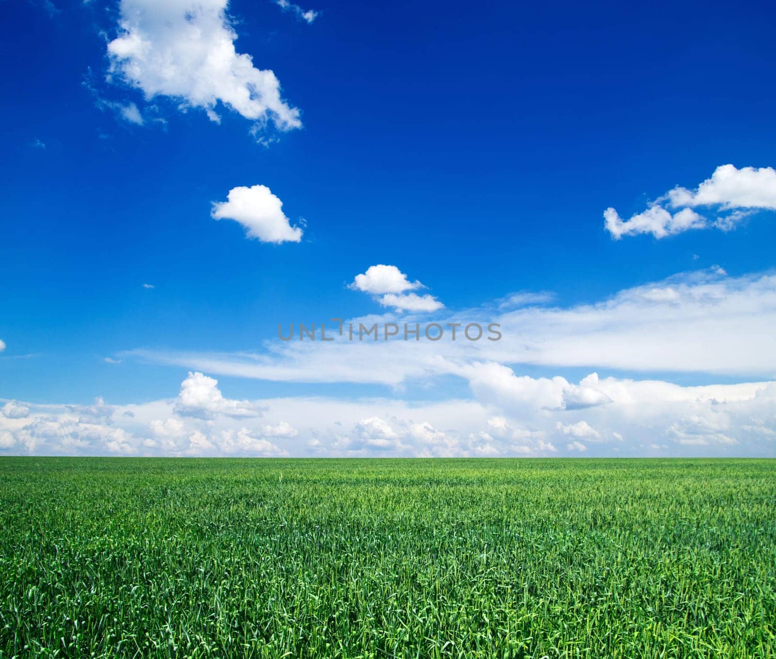 field on a background of the blue sky