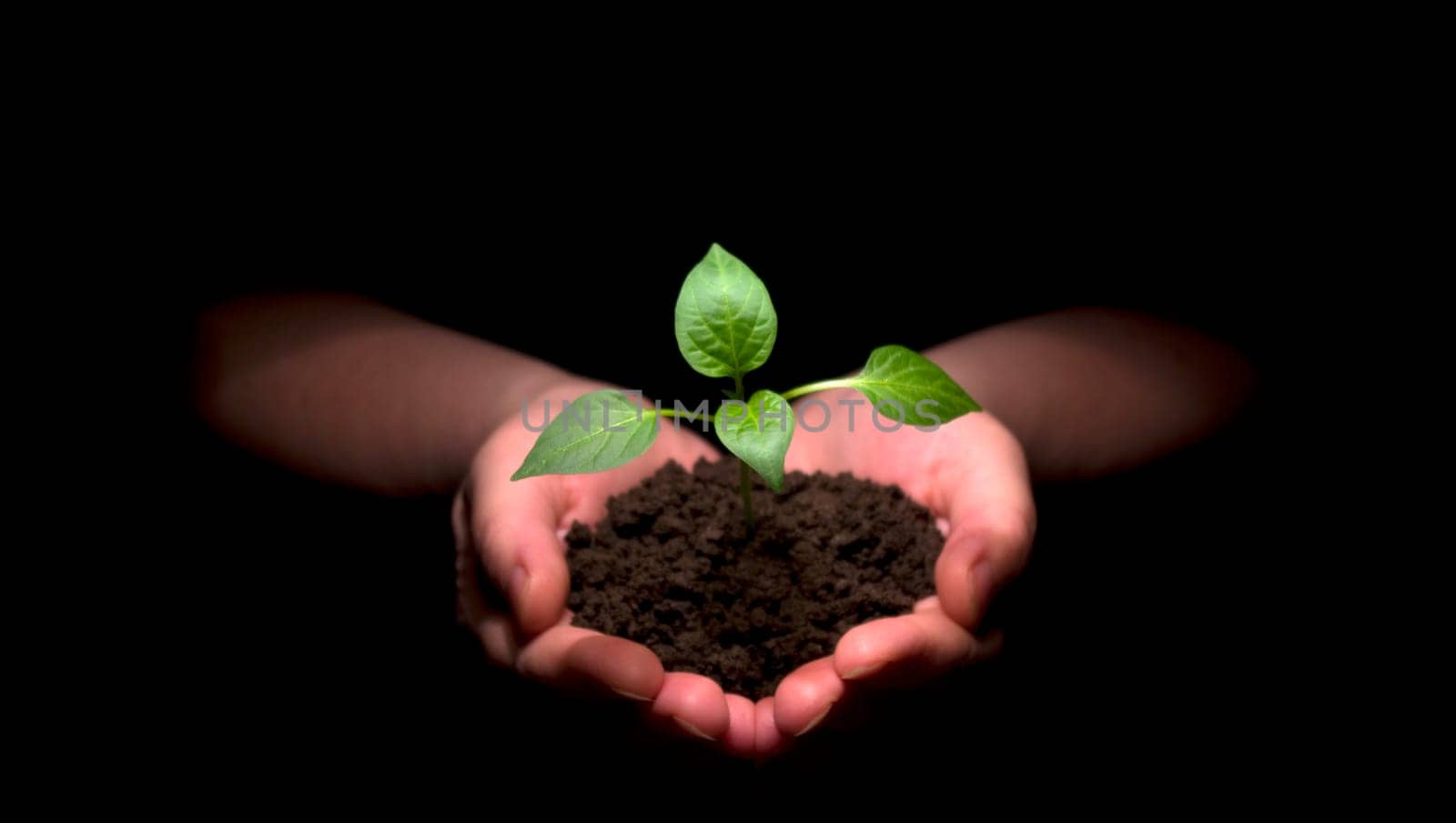 Hands holdings a little green plant on a black background