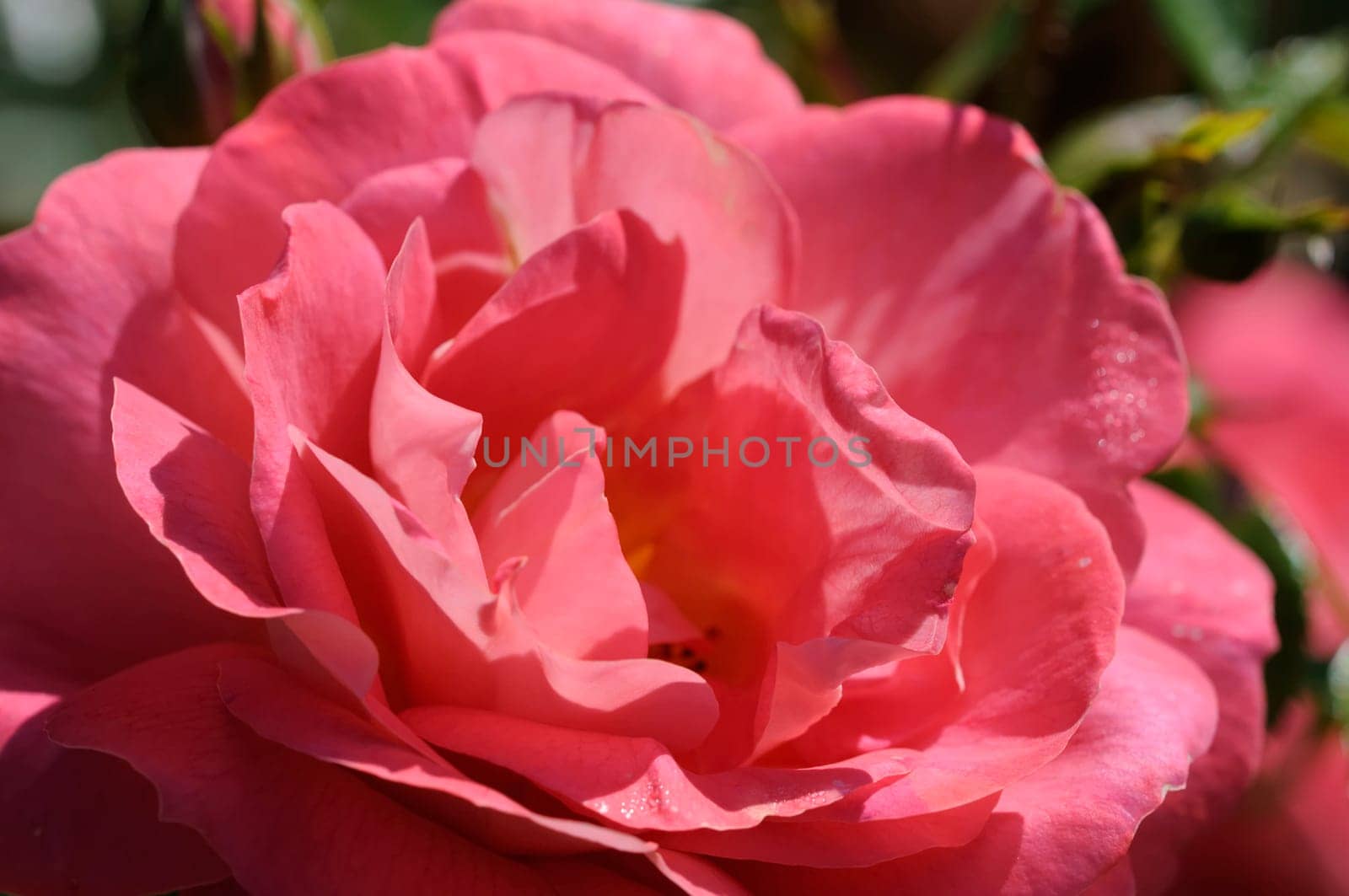 rose without hip without rosehip