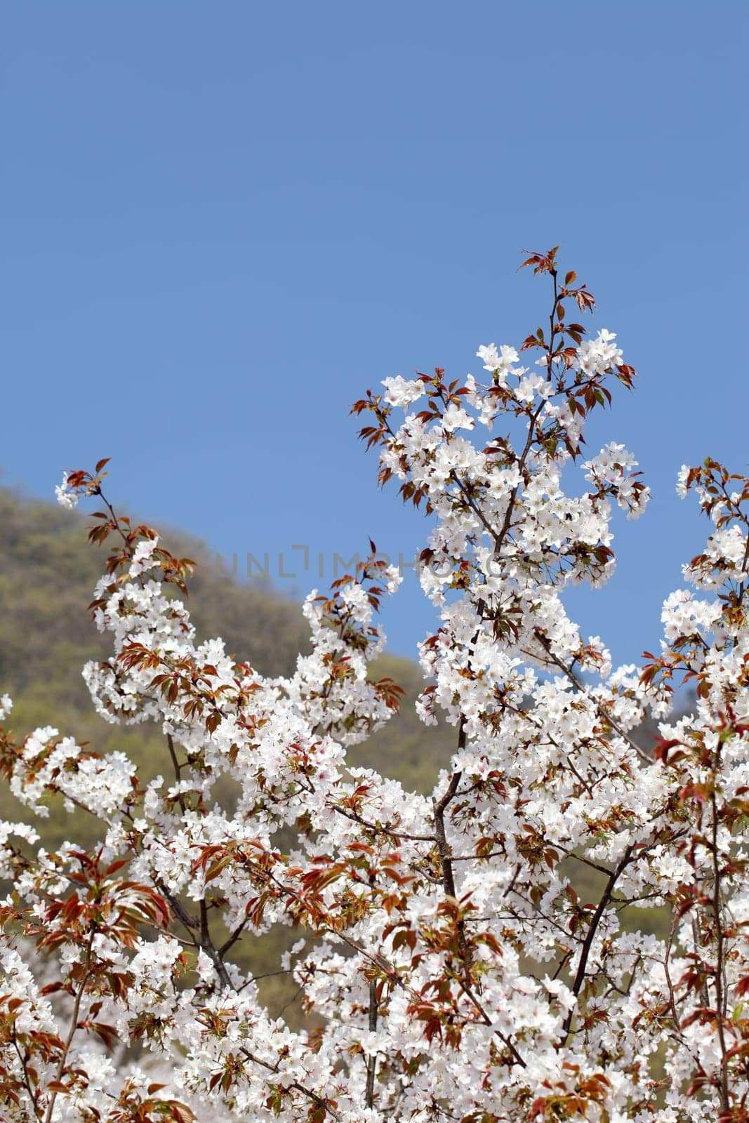 springtime flowering cherry tree