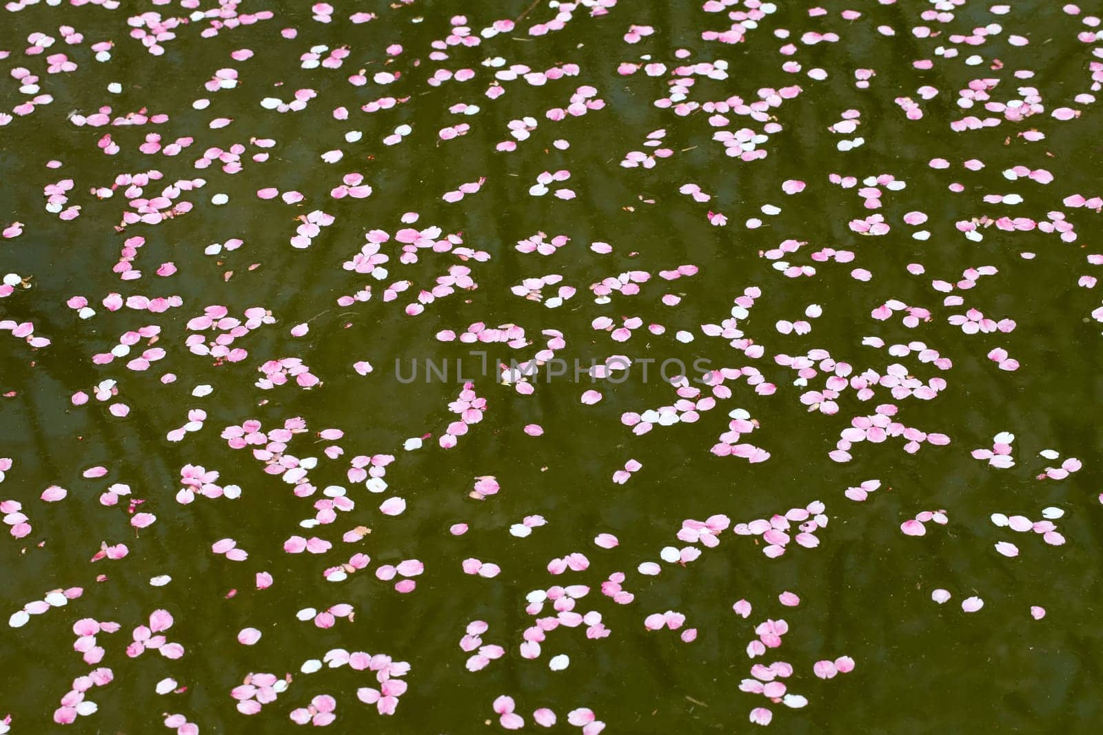 Petals of cherry blossom on the water surface