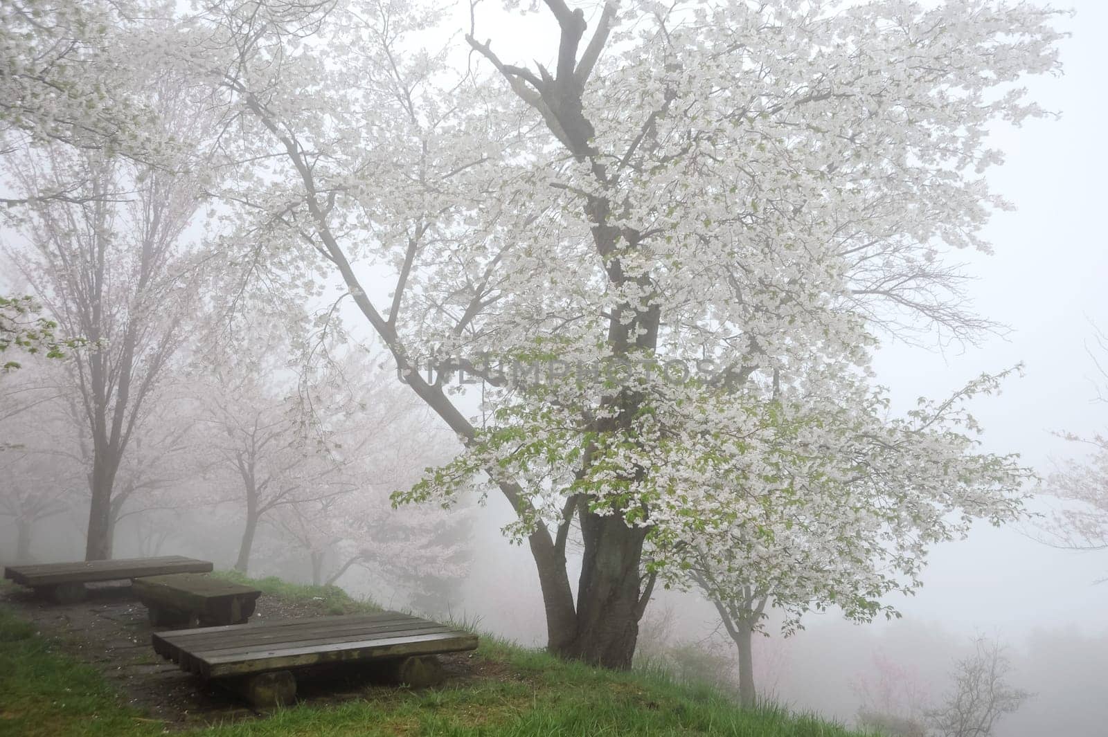 springtime cherry blossom tree with the fog