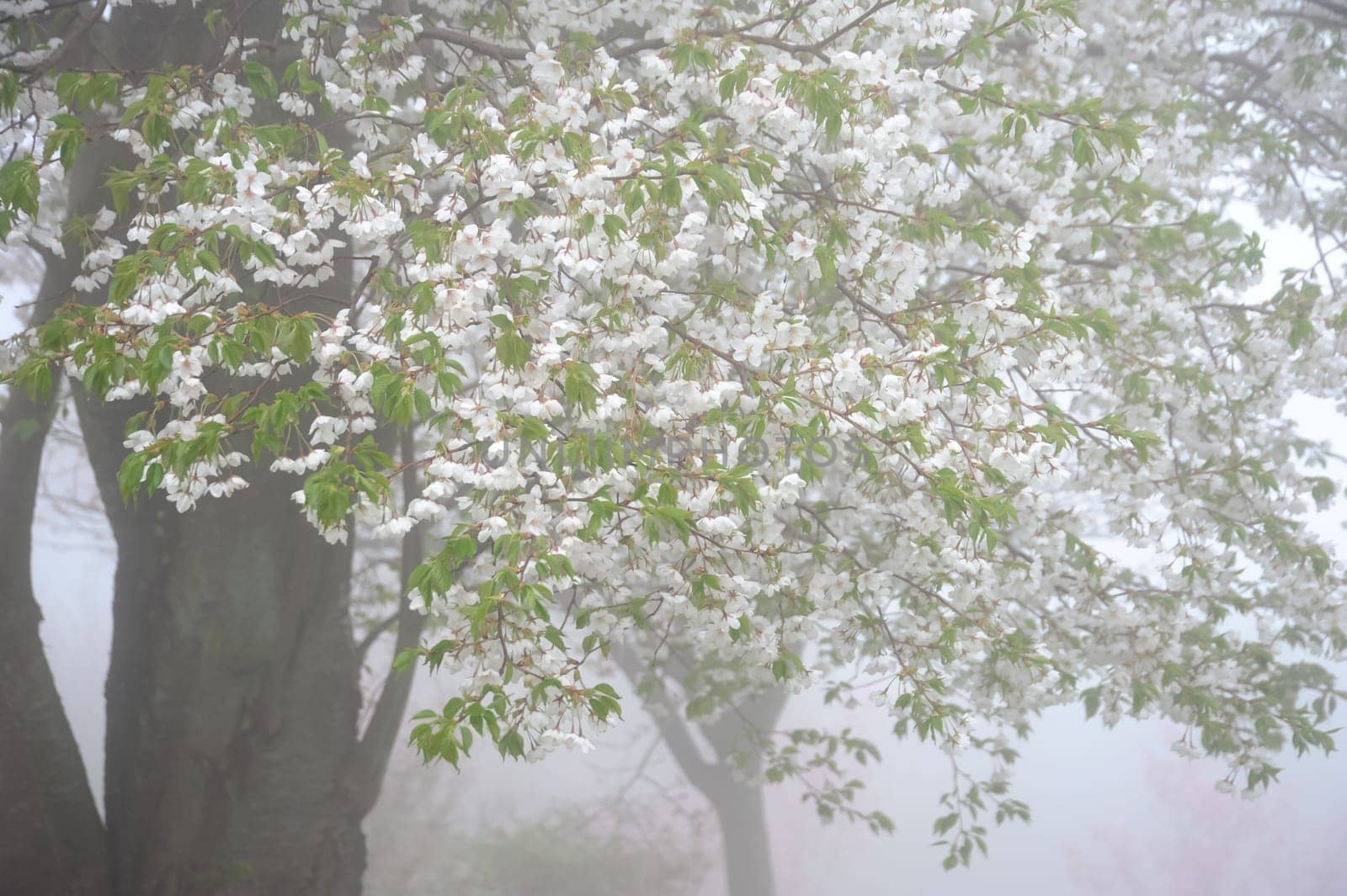 cherry blossom tree with fog