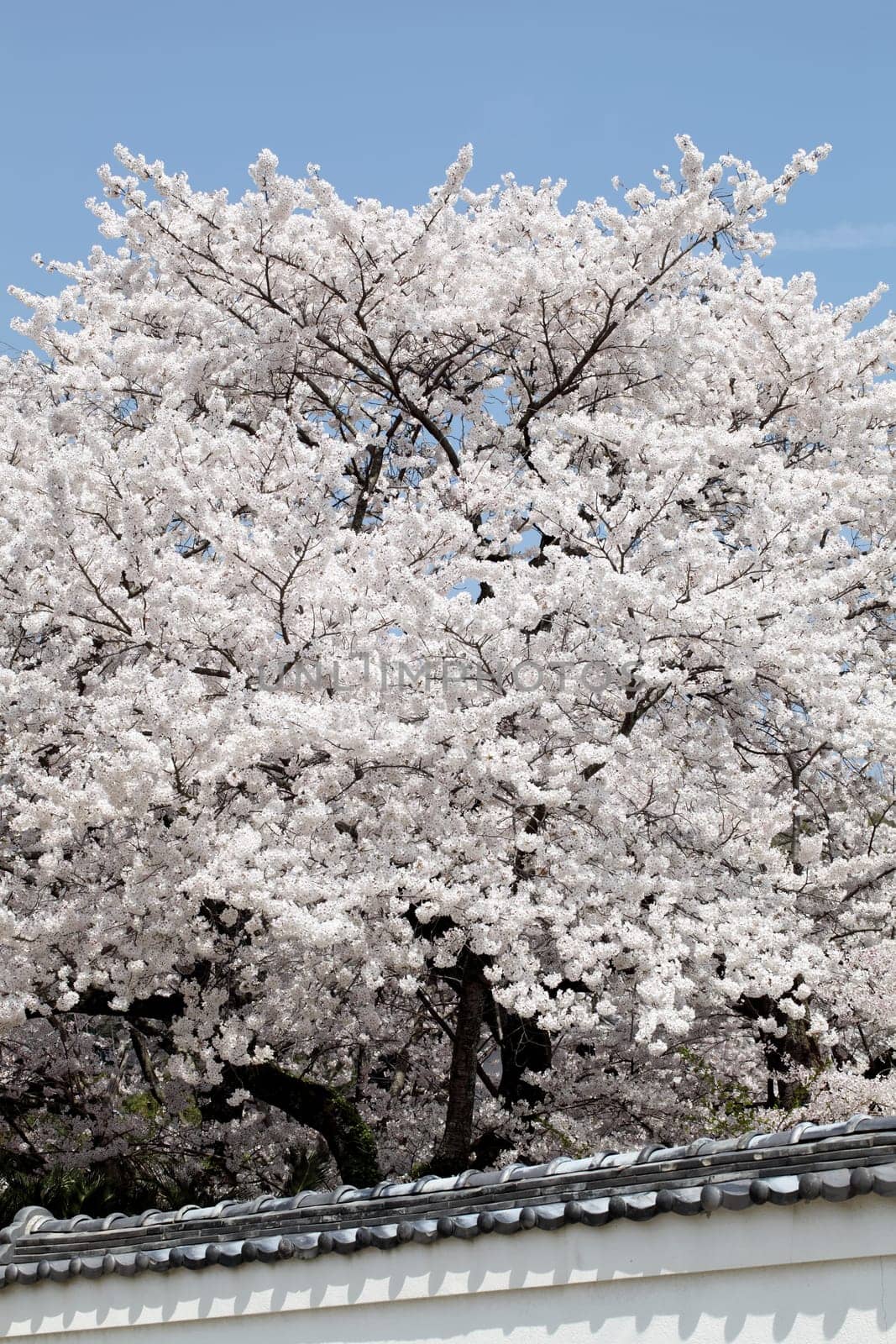 flowering cherry tree with Japanese temple roof