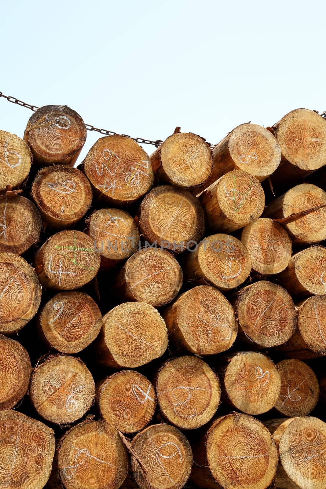 Stack of wood logs