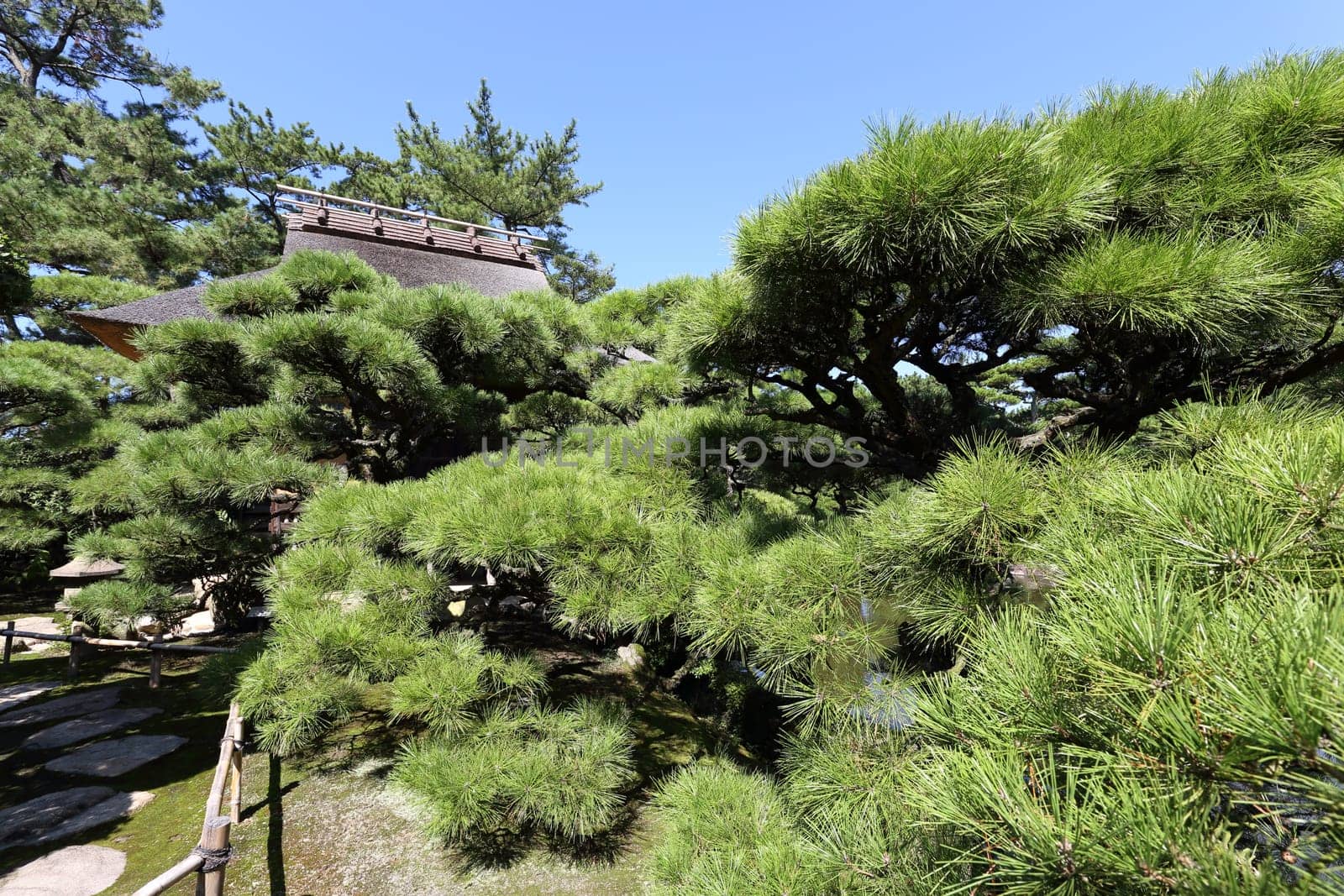 View of city park with pine trees